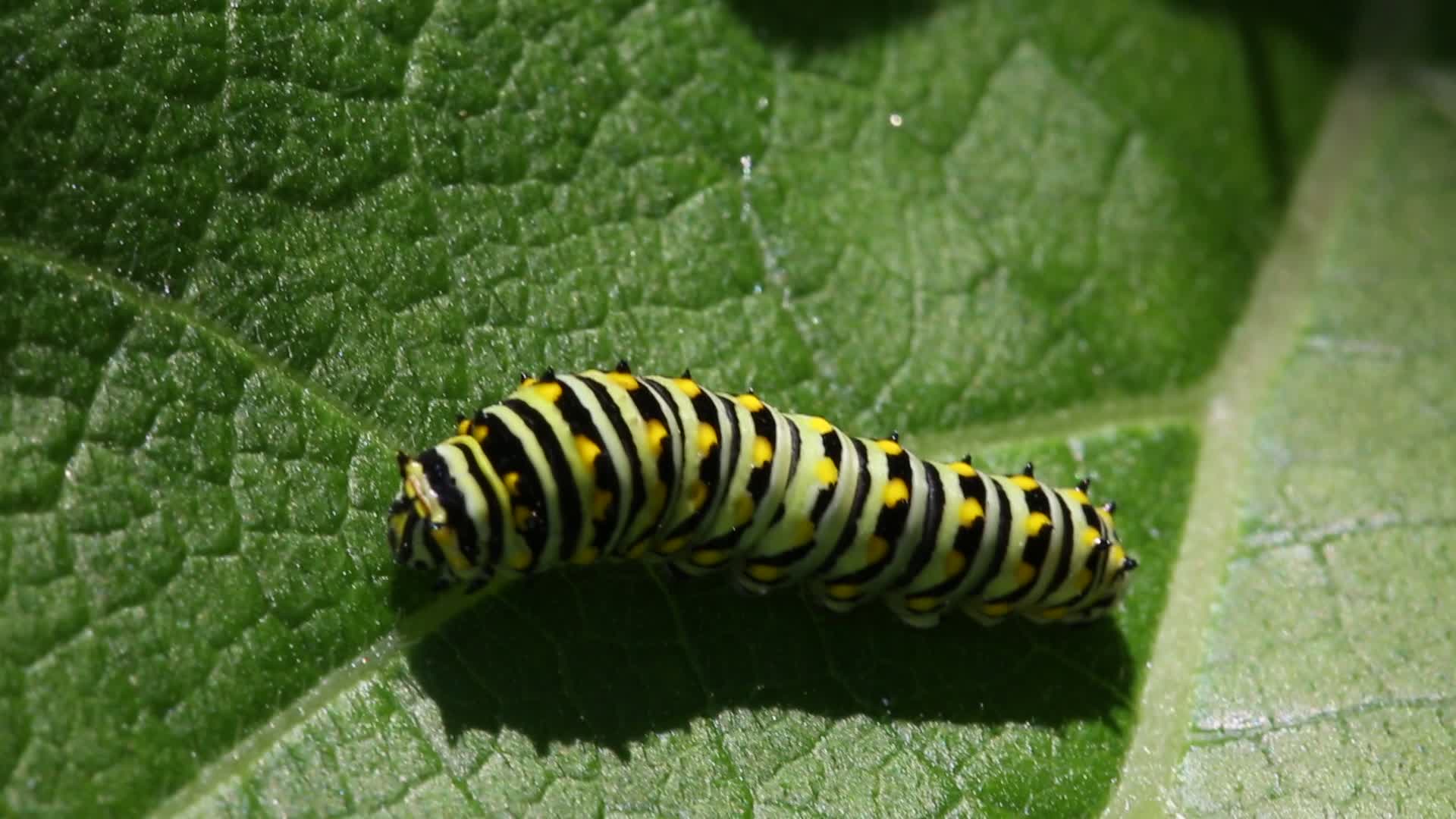 Black Swallowtail Butterfly caterpillar