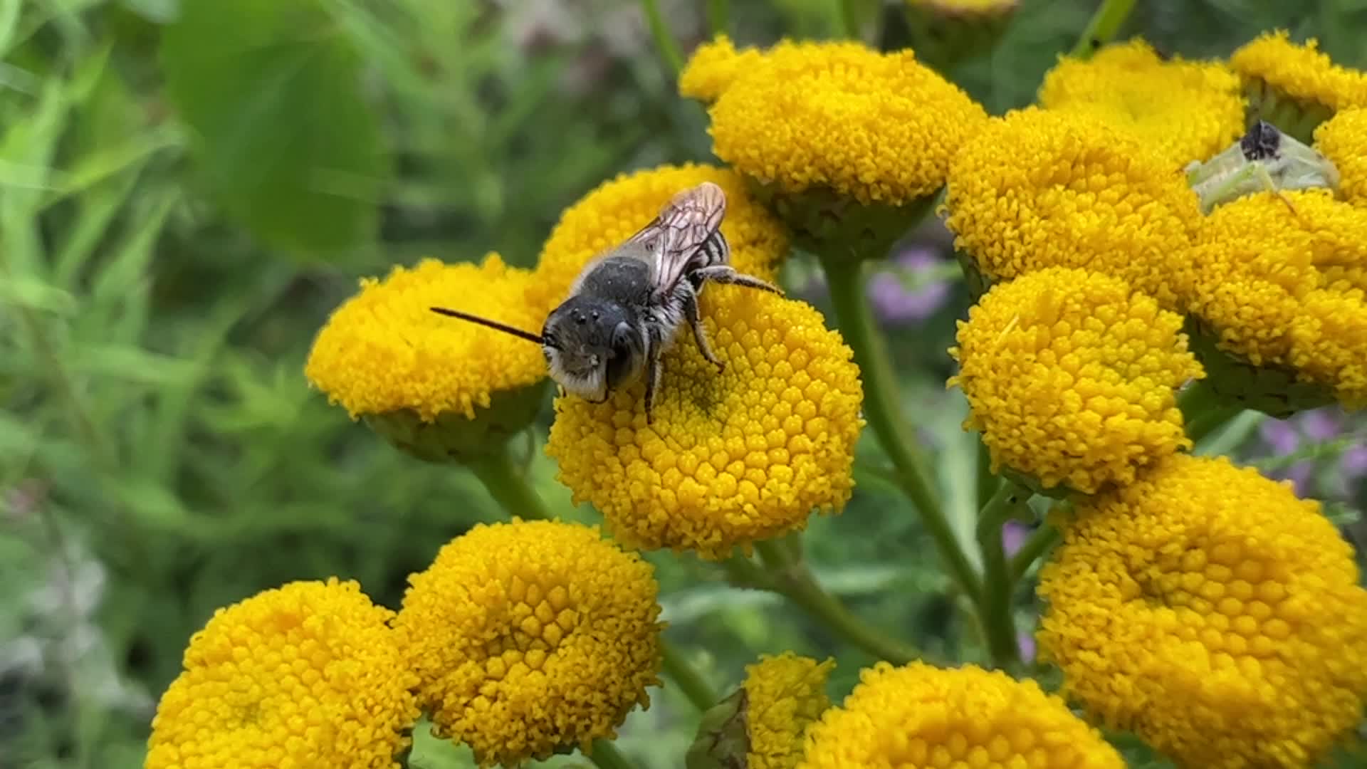 Relative Leafcutter Bee