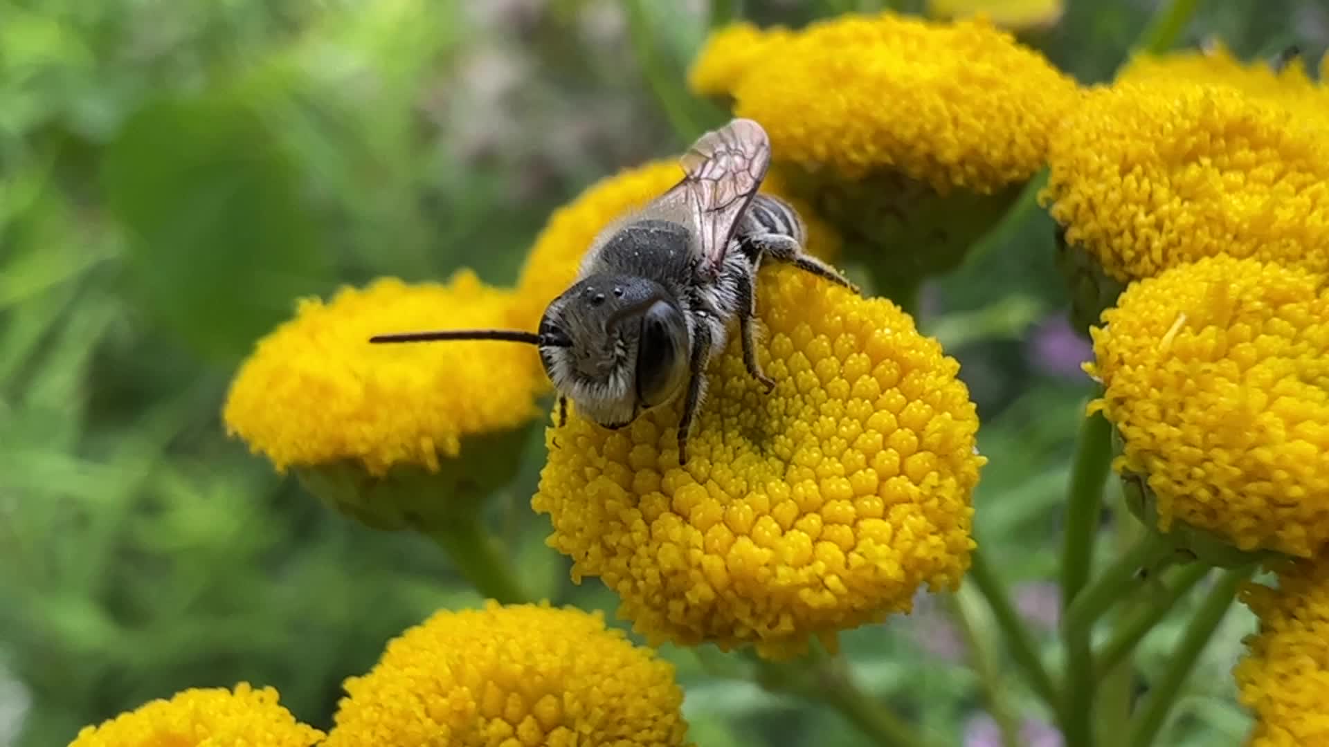 Relative Leafcutter Bee