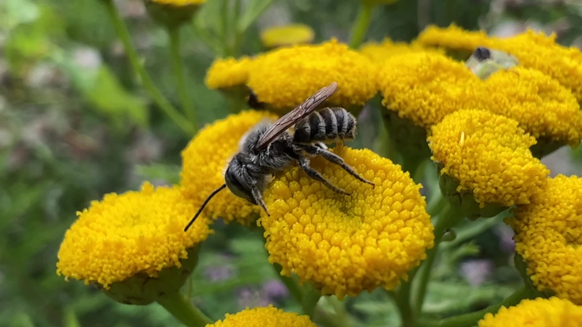 Relative Leafcutter Bee