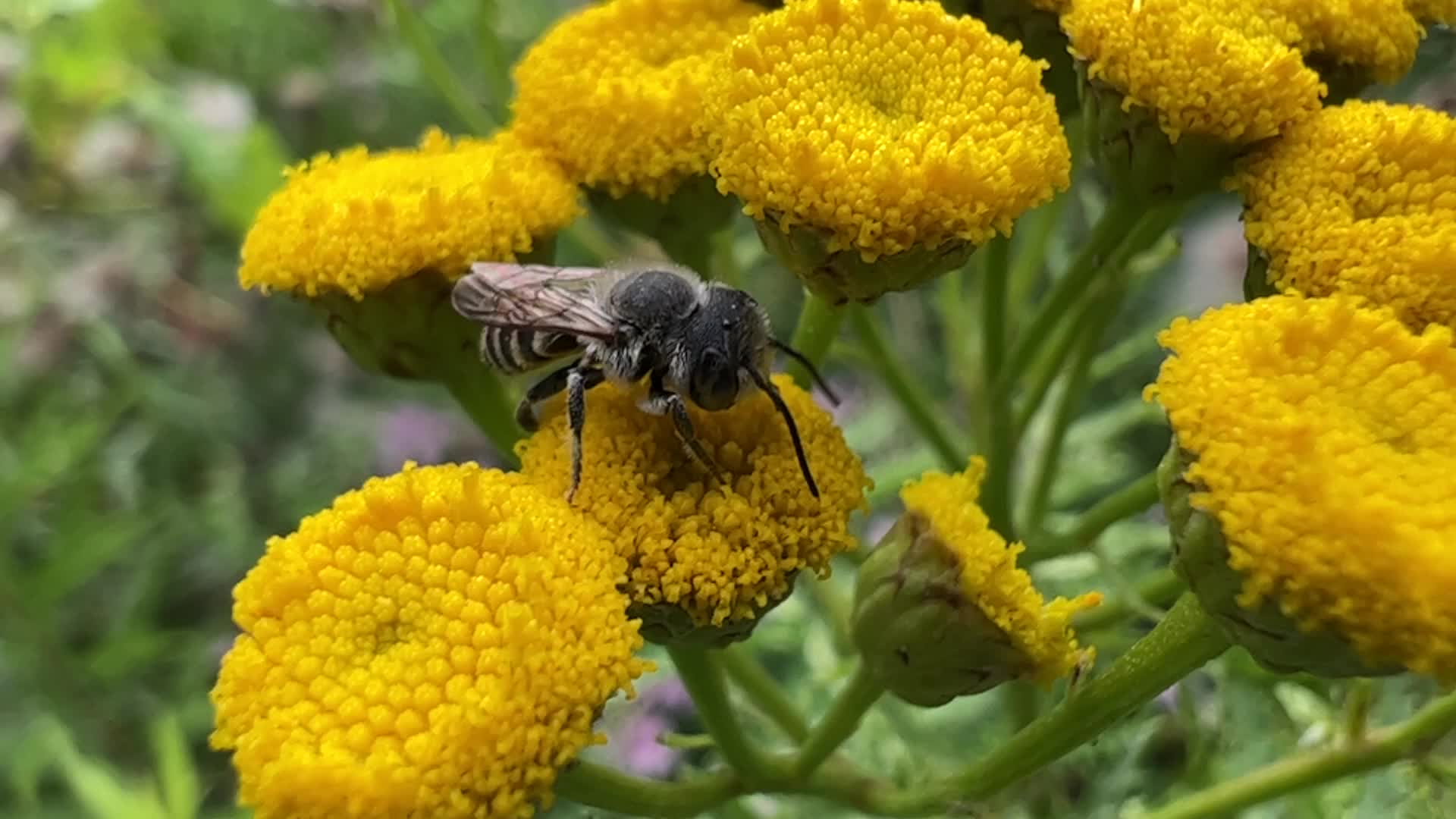 Relative Leafcutter Bee