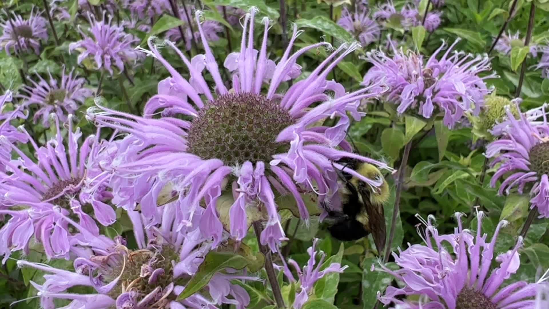 Bumblebee drinking nectar from a flower