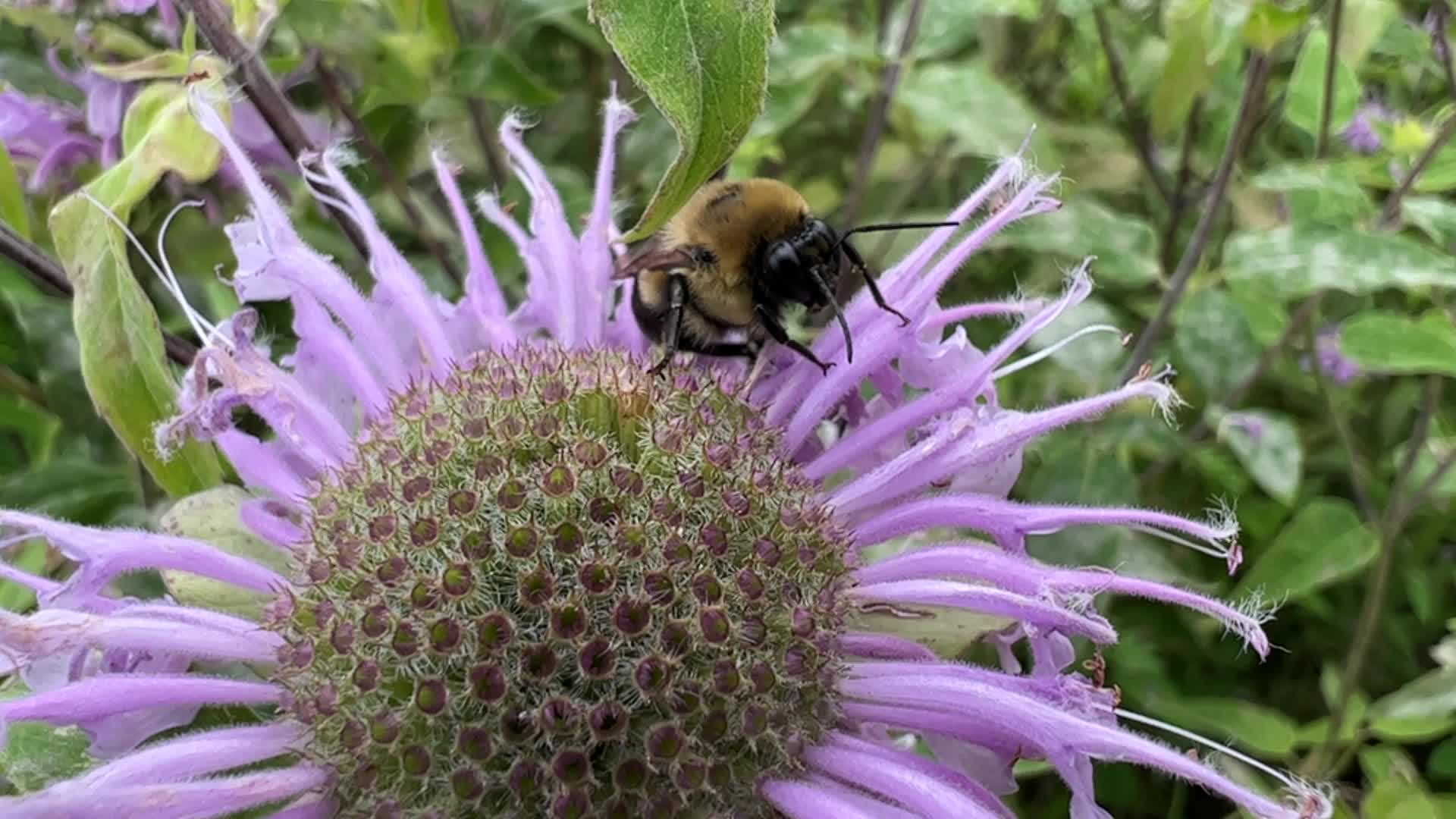 Bumblebee drinking nectar from a flower
