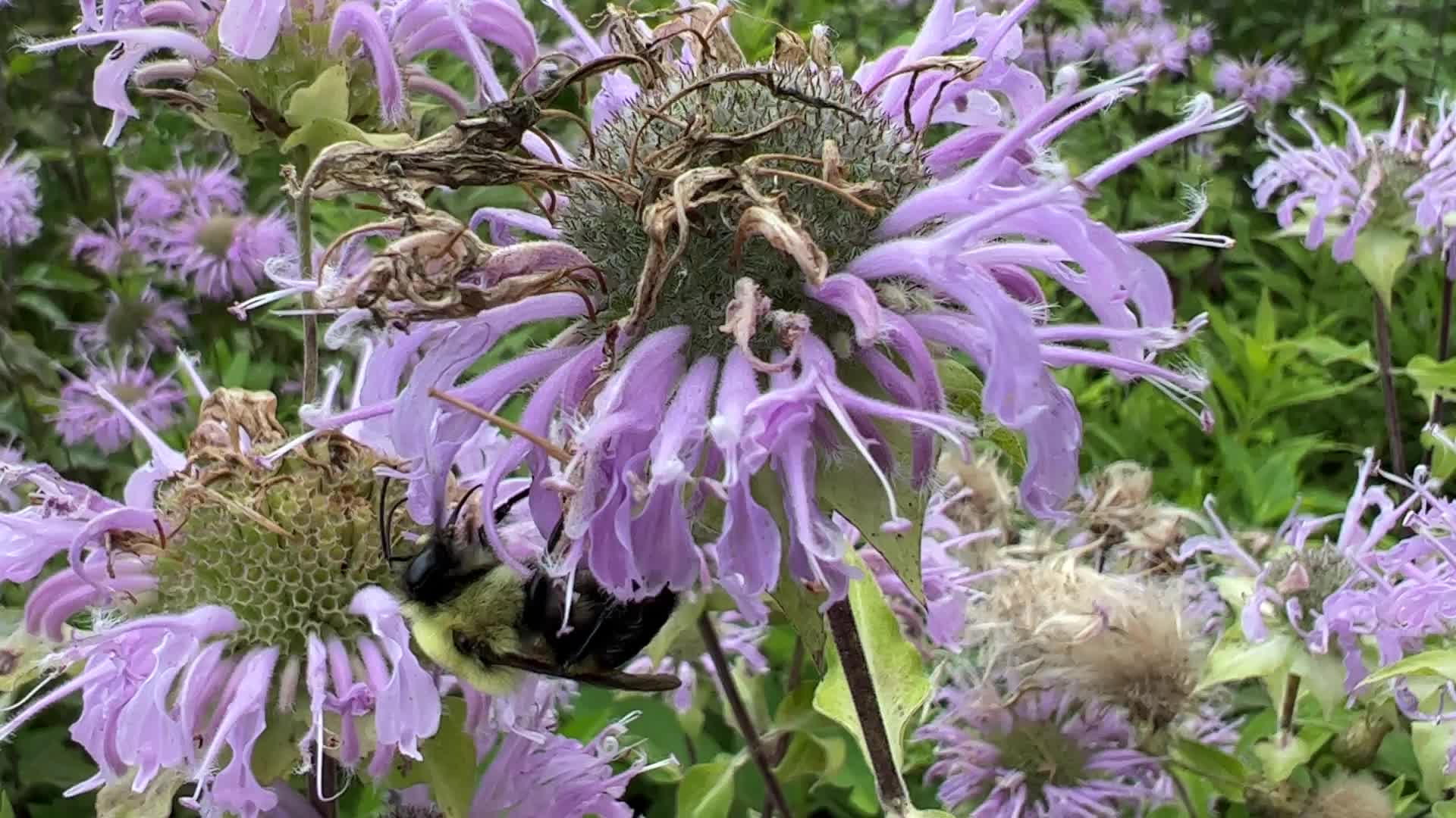 Bumblebee drinking nectar from a flower