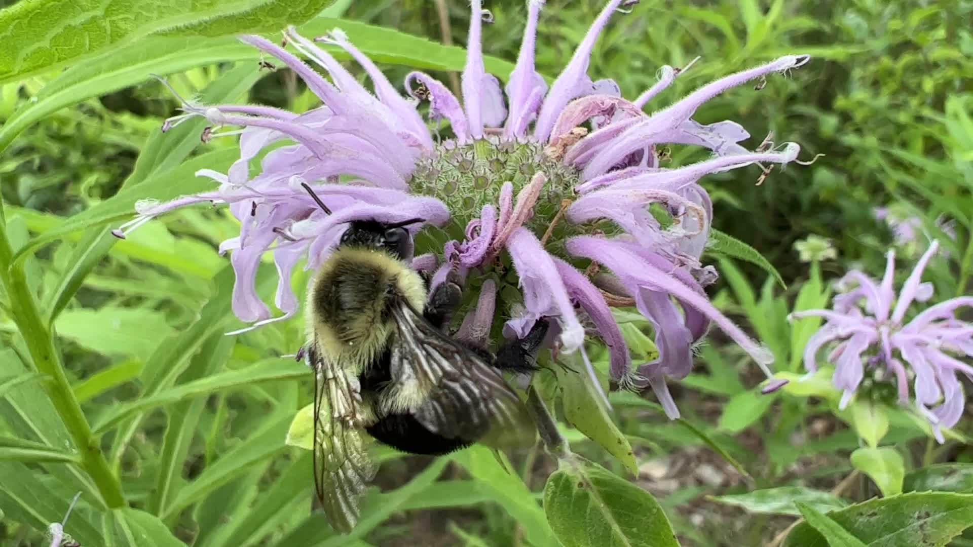 Bumblebee drinking nectar from a flower
