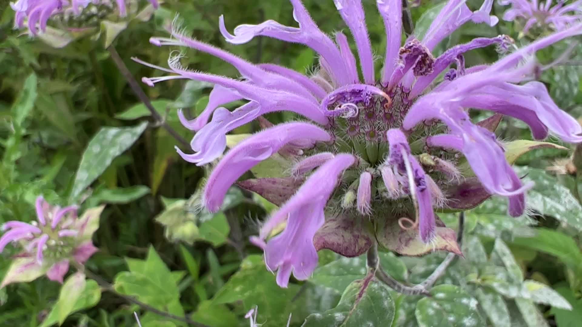 Bumblebee drinking nectar from a flower