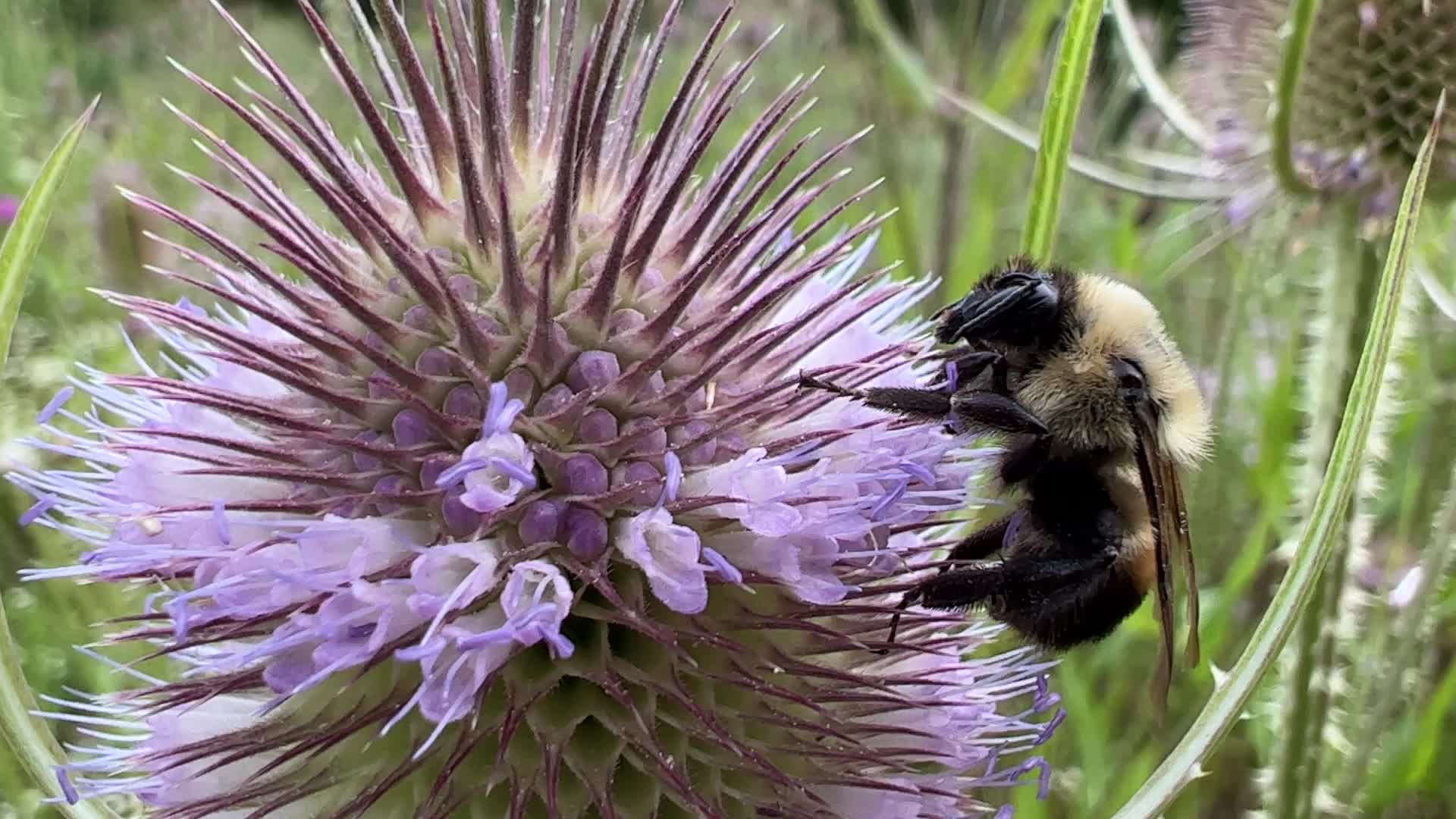 Bumblebee drinking nectar from a flower