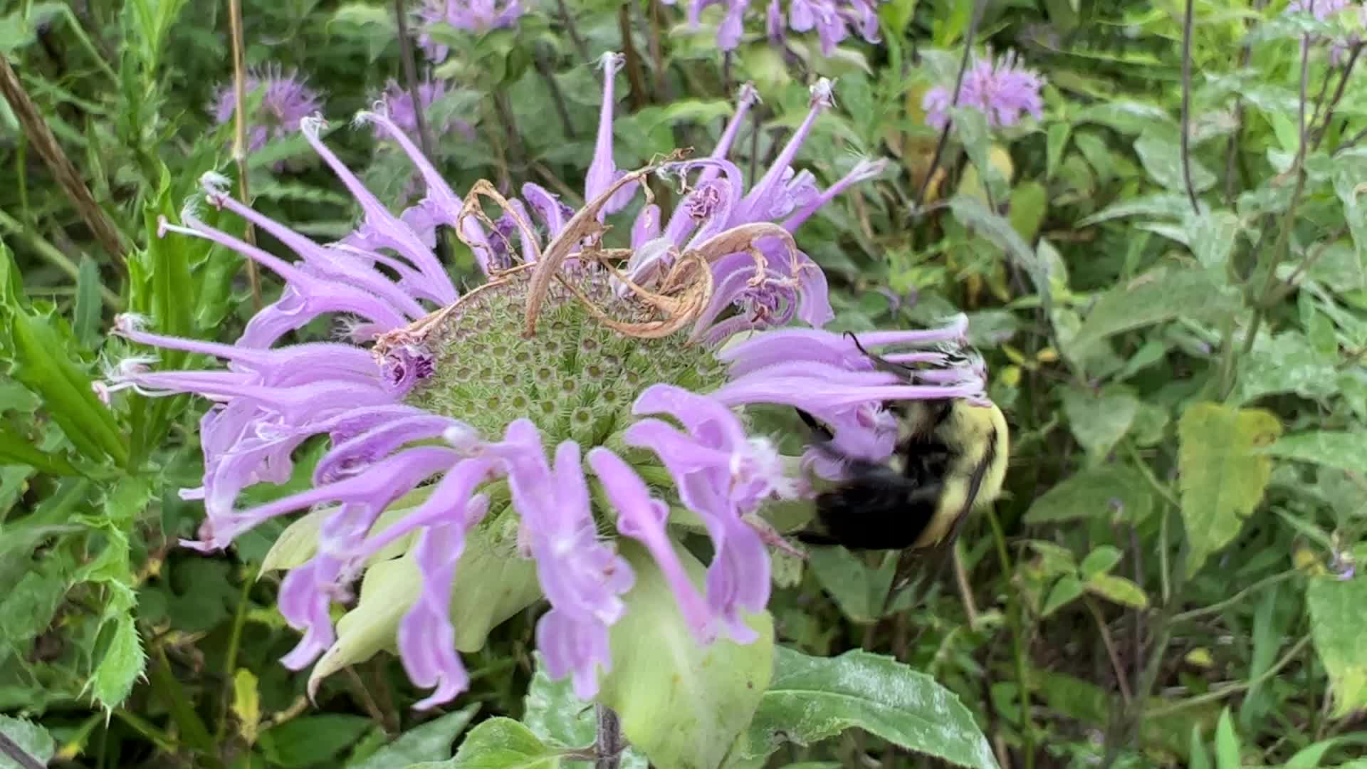 Bumblebee drinking nectar from a flower