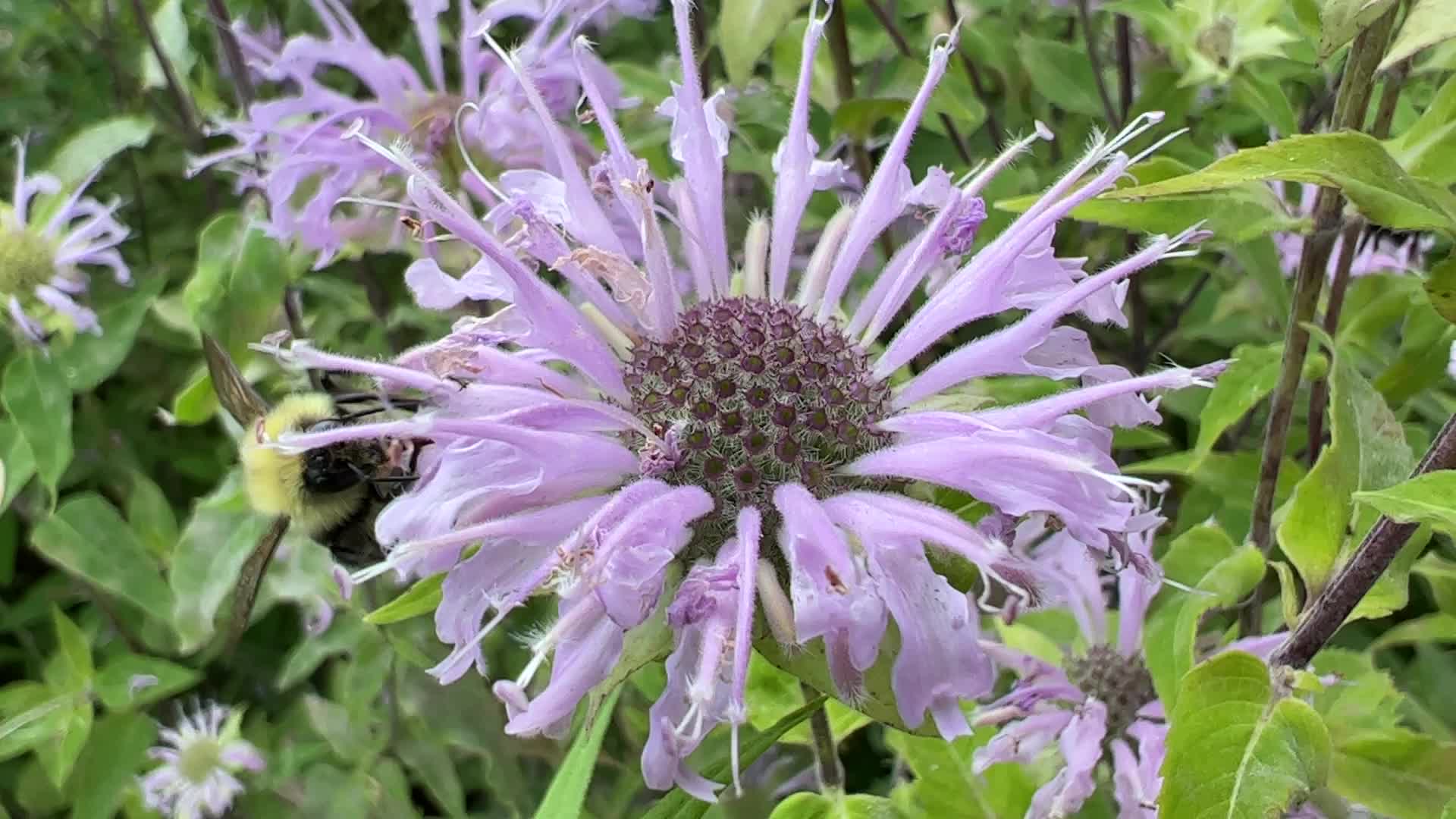 Bumblebee drinking nectar from a flower