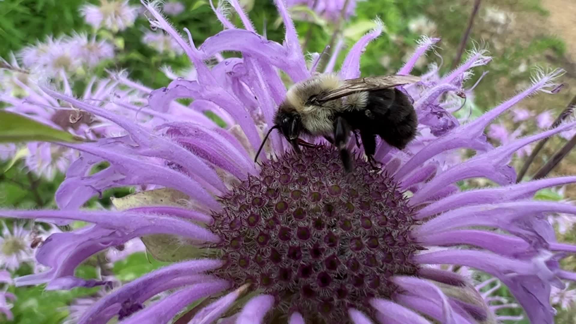 Bumblebee drinking nectar from a flower