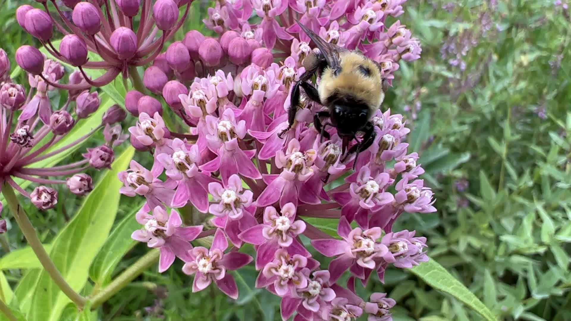 Bumblebee drinking nectar from a flower
