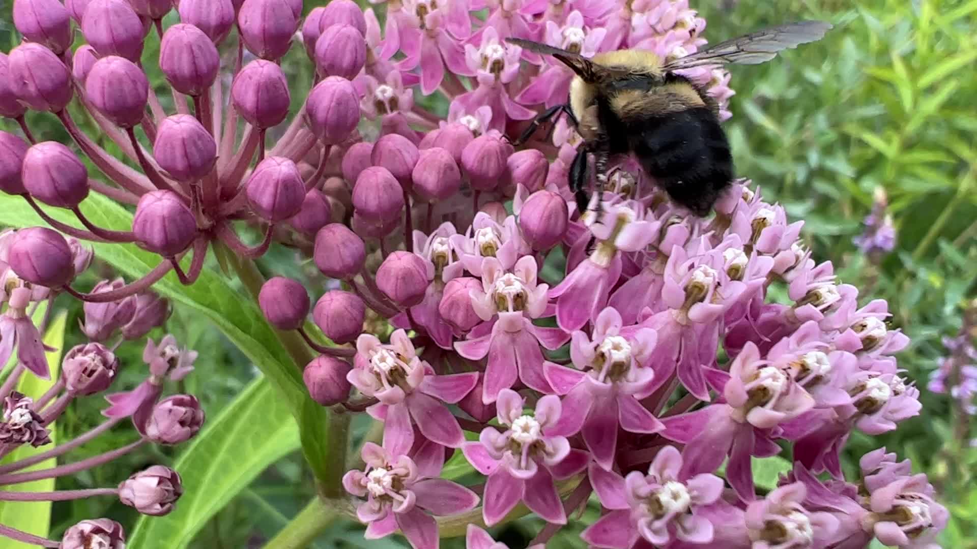 Bumblebee drinking nectar from a flower