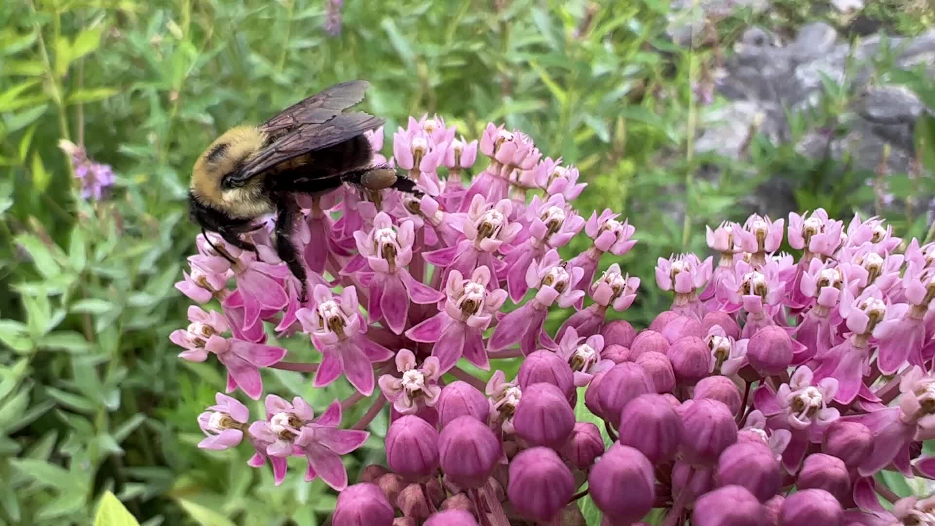 Bumblebee drinking nectar from a flower