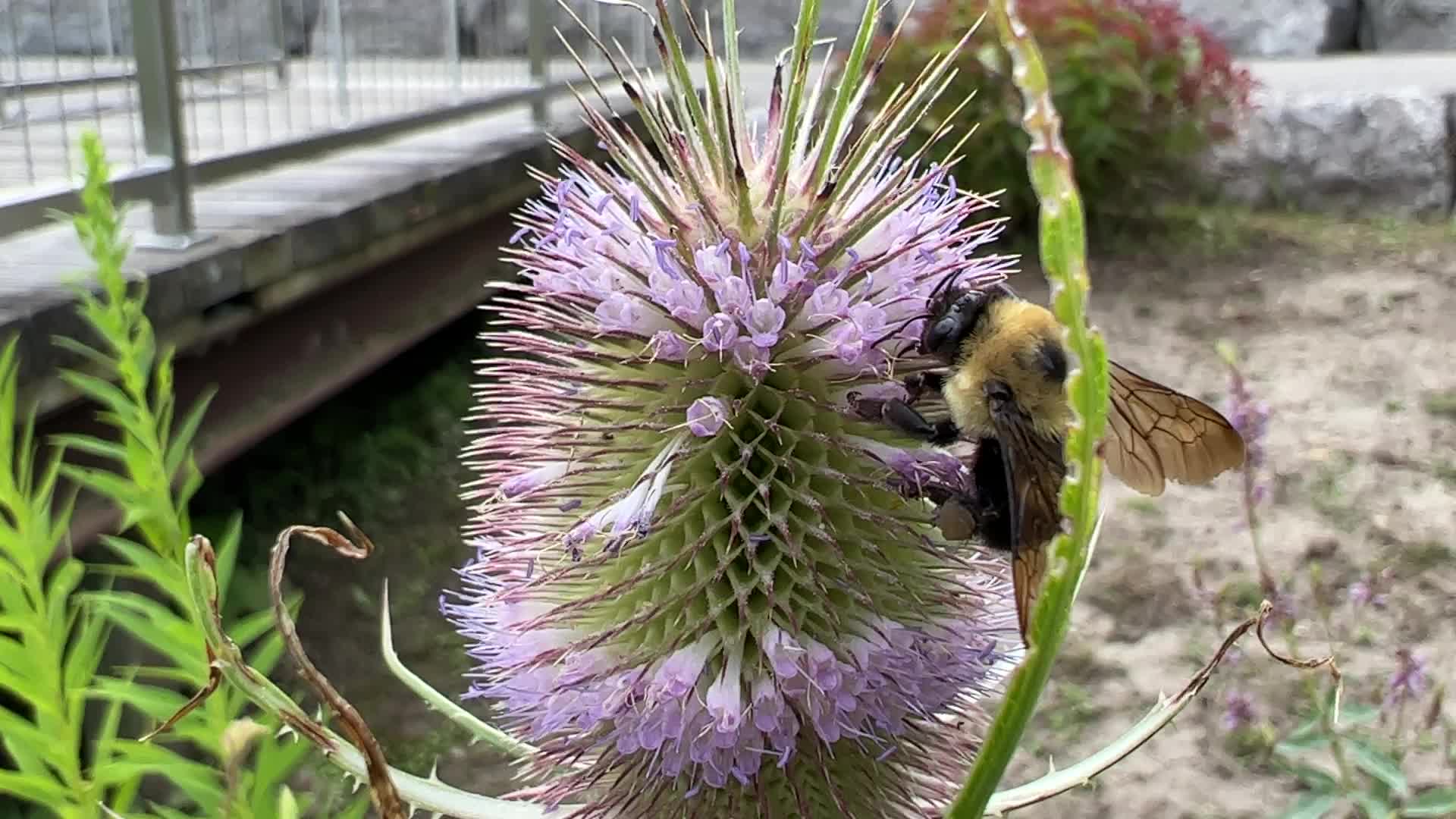 Bumblebee drinking nectar from a flower
