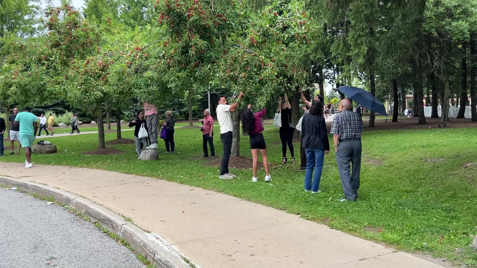 People picking small apples
