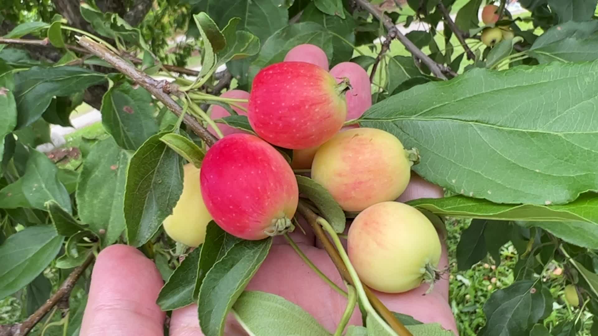 People picking small apples