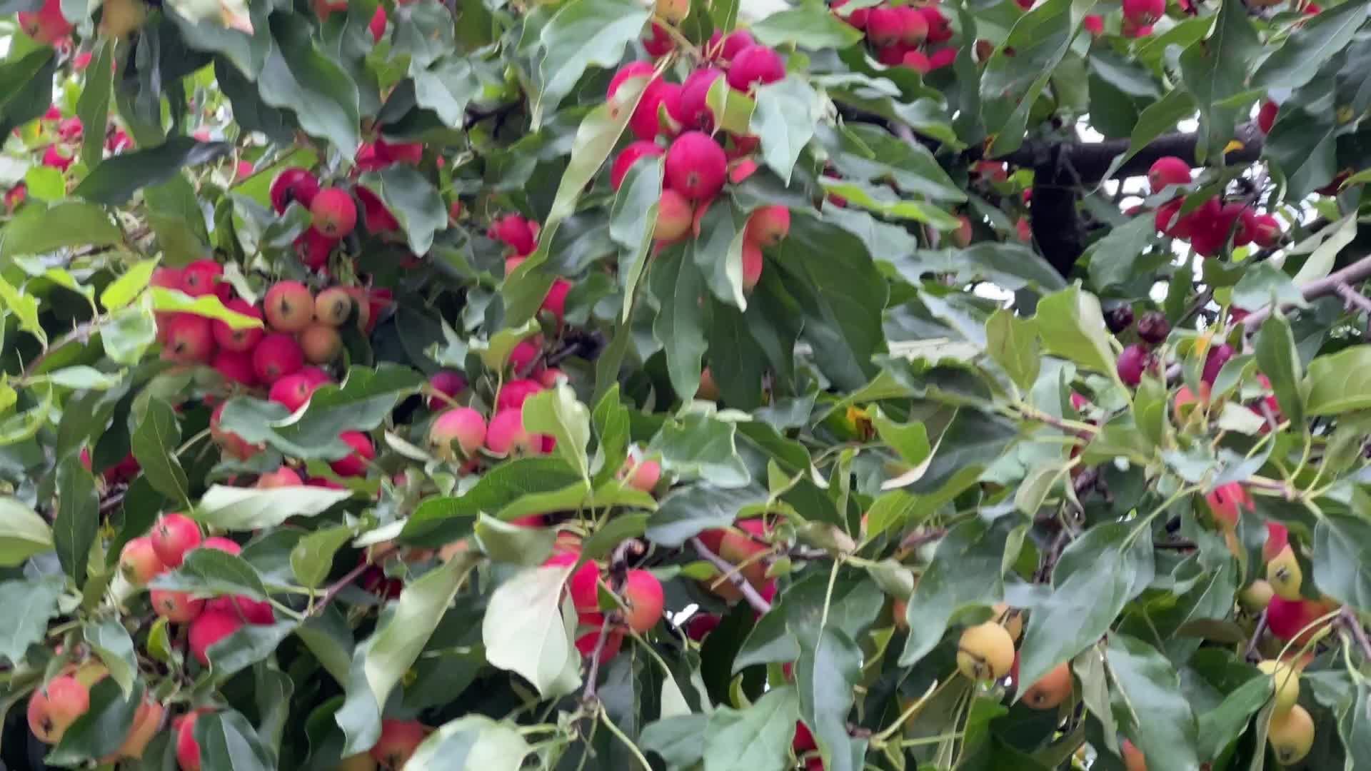 People picking small apples