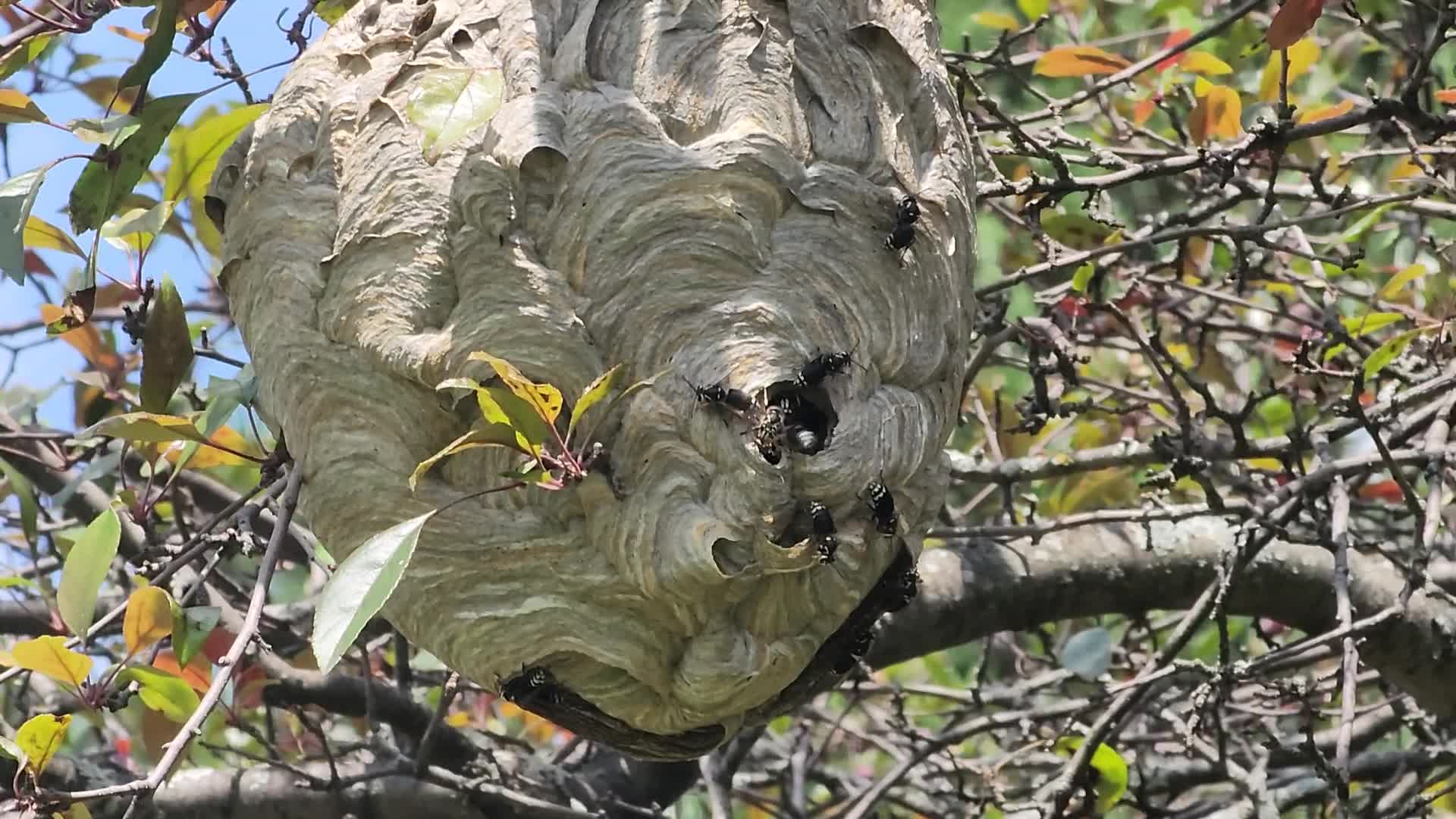 Bald-faced hornet nest