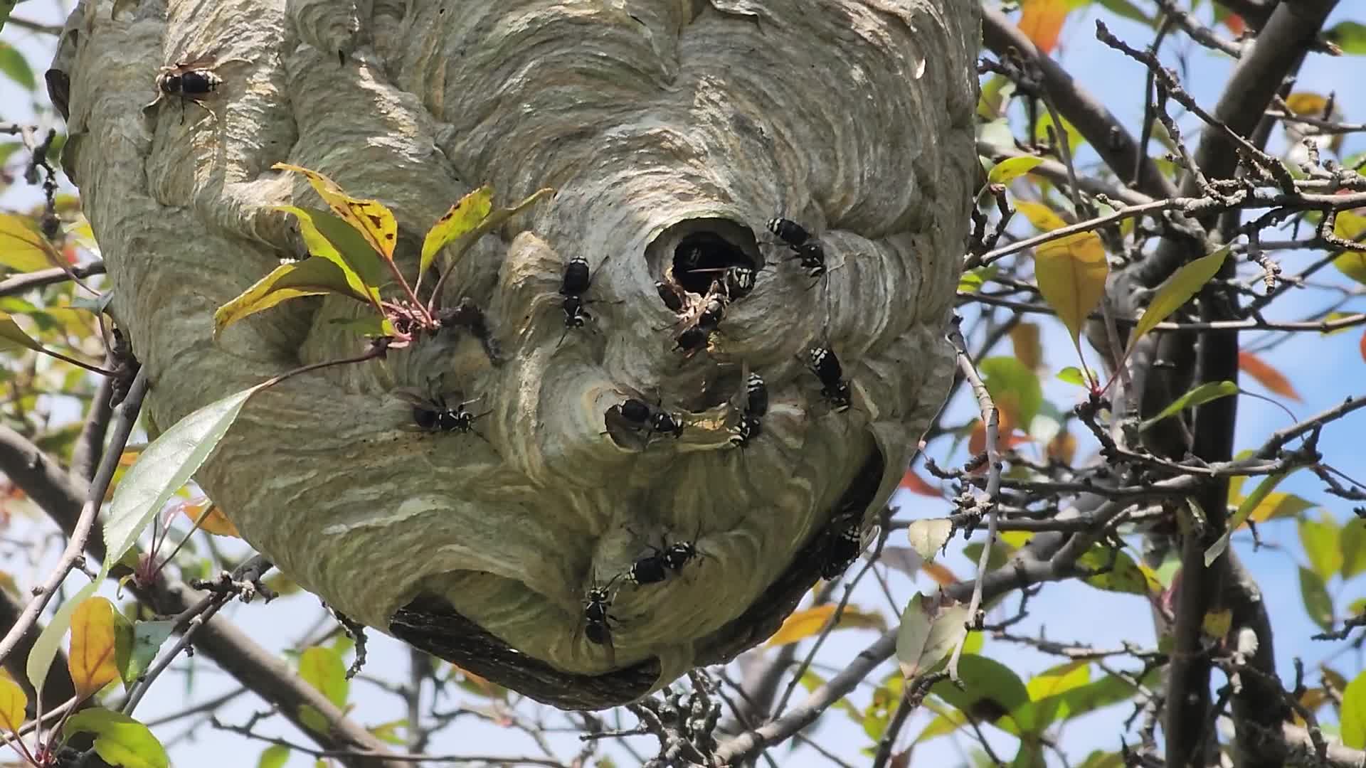 Bald-faced hornet nest