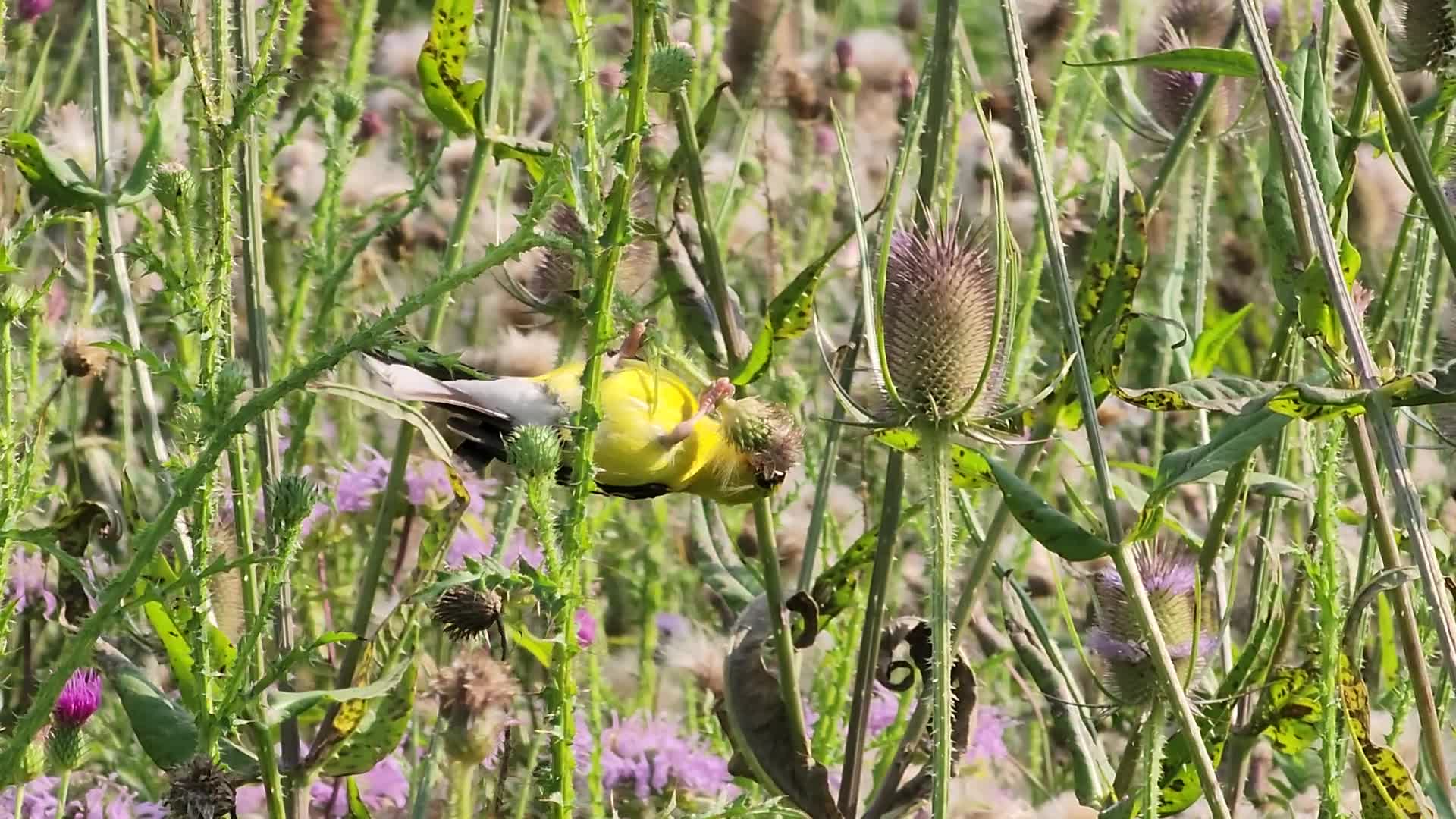 American goldfinch