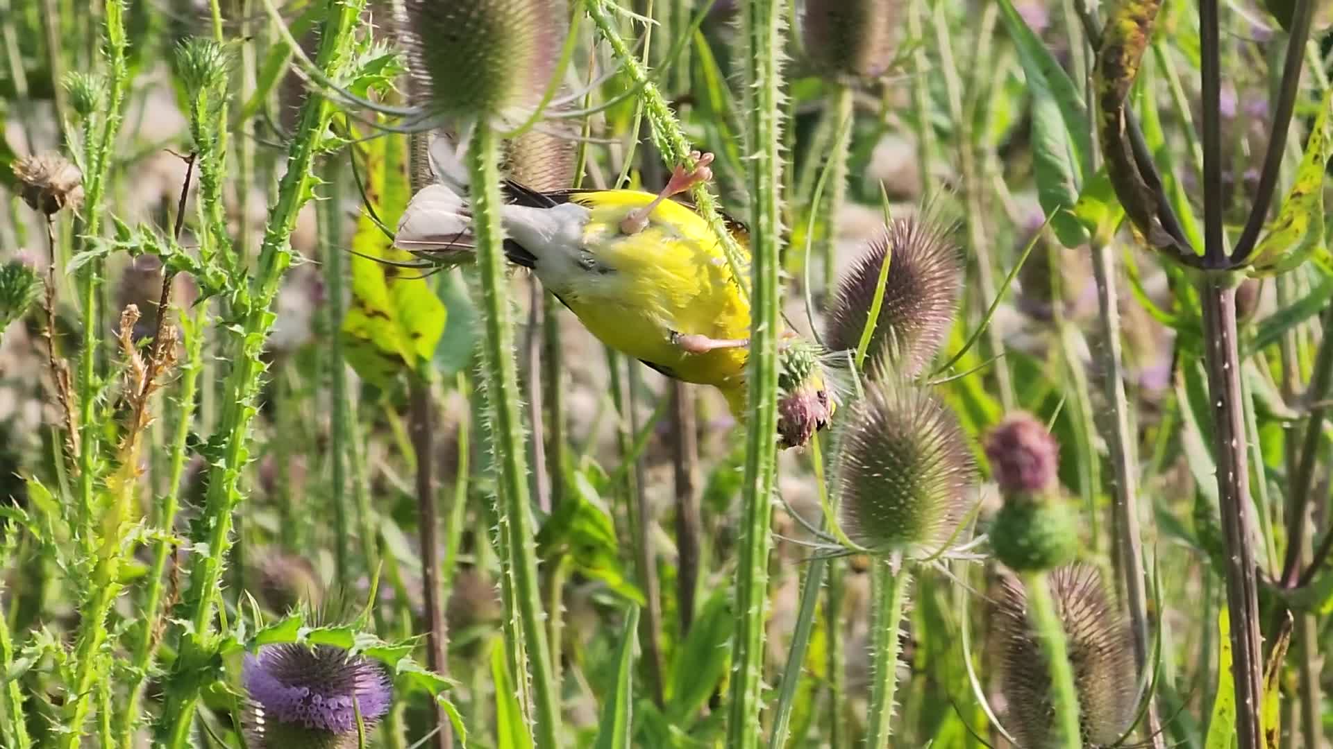 American goldfinch