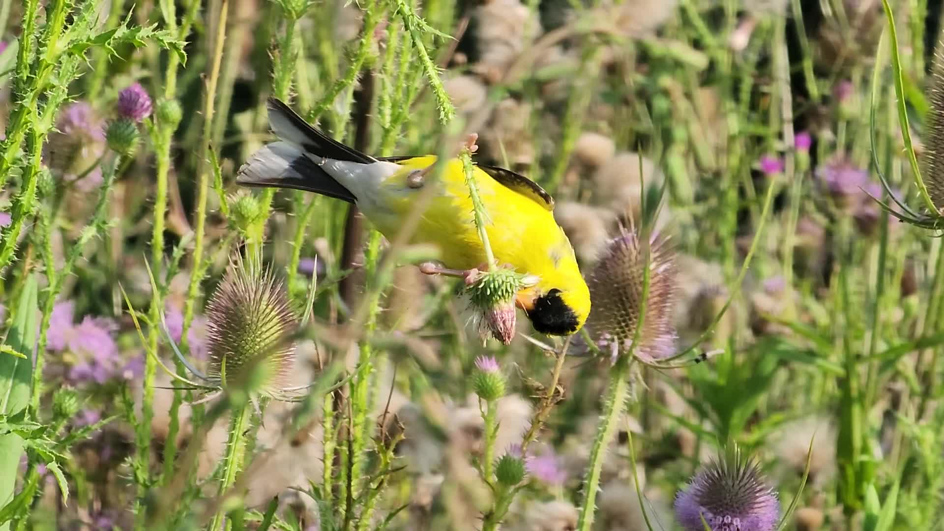 American goldfinch