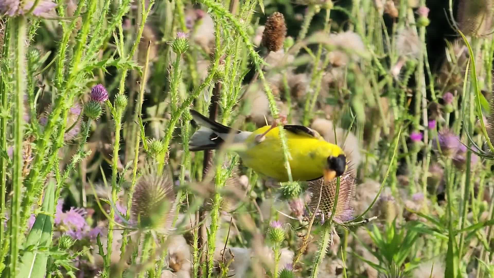 American goldfinch
