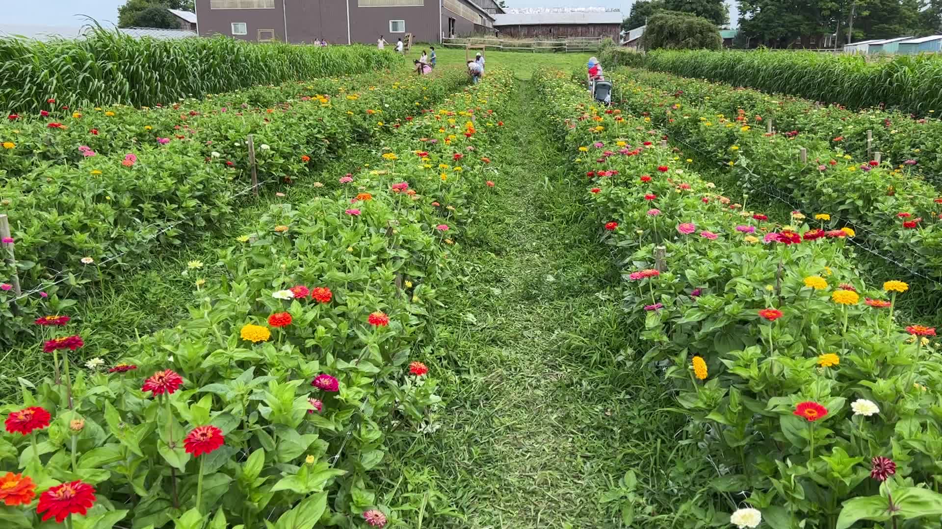 Flower Farm