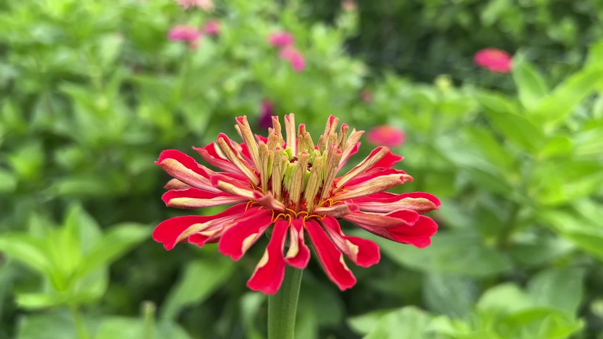 Flower Farm