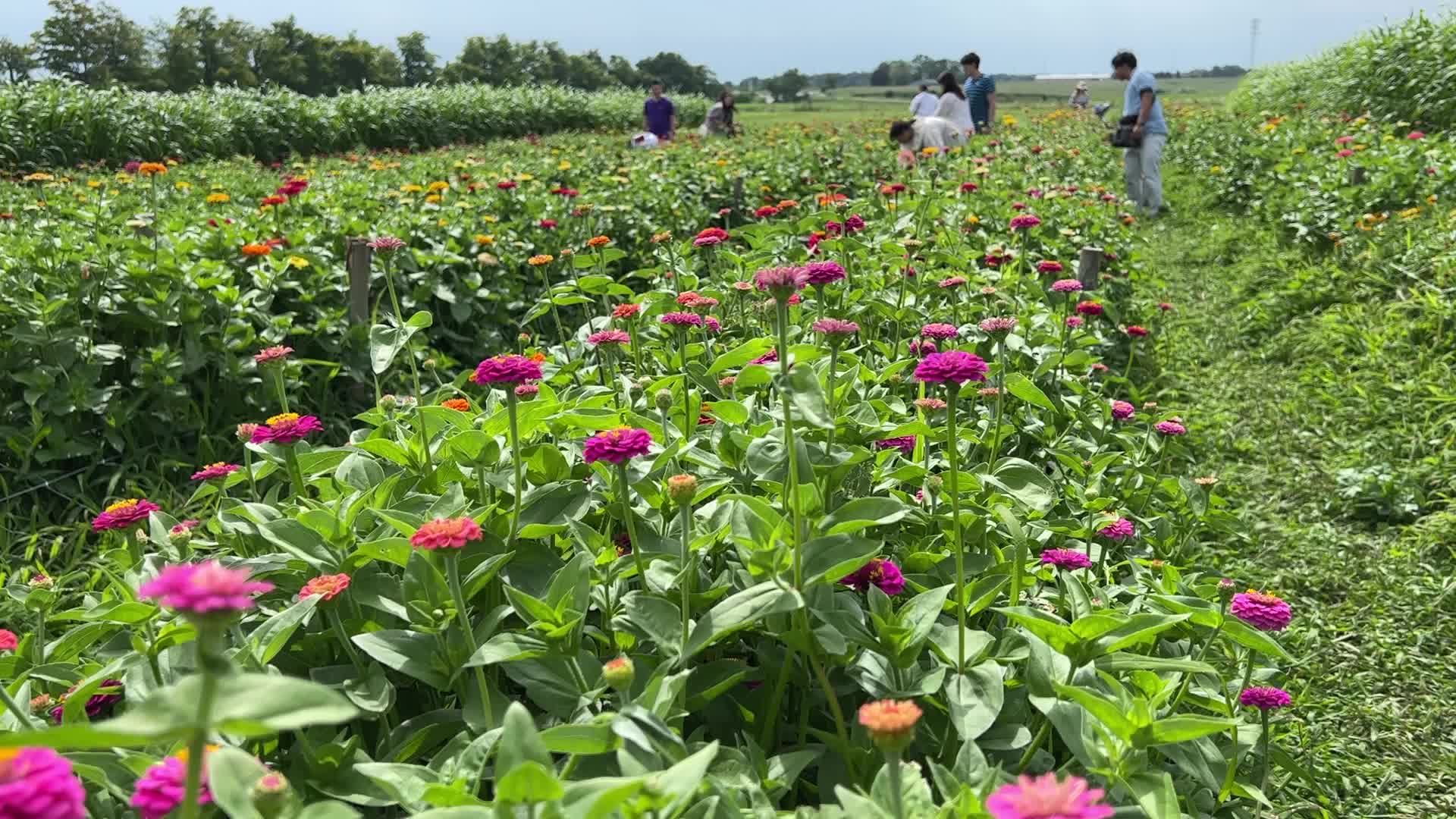 Flower Farm
