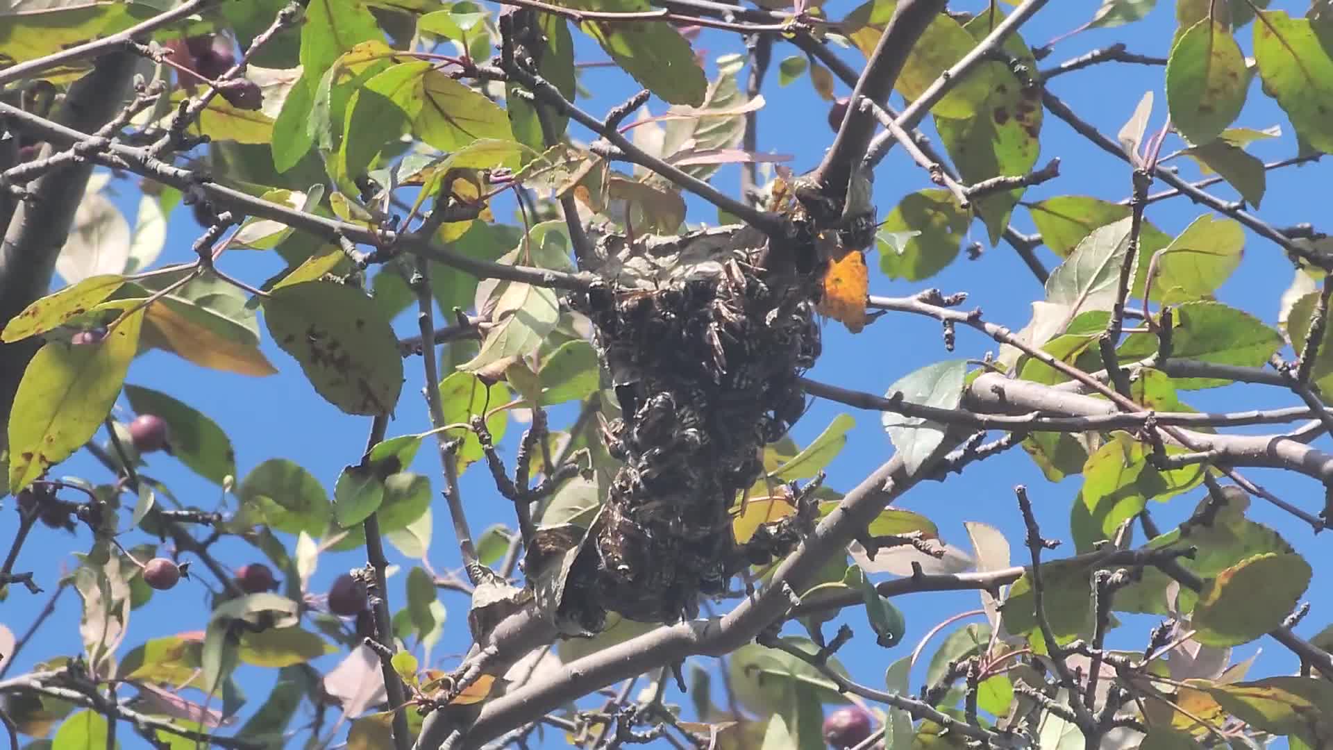 Bald-faced hornets work to rebuild their nest after it was recently destroyed