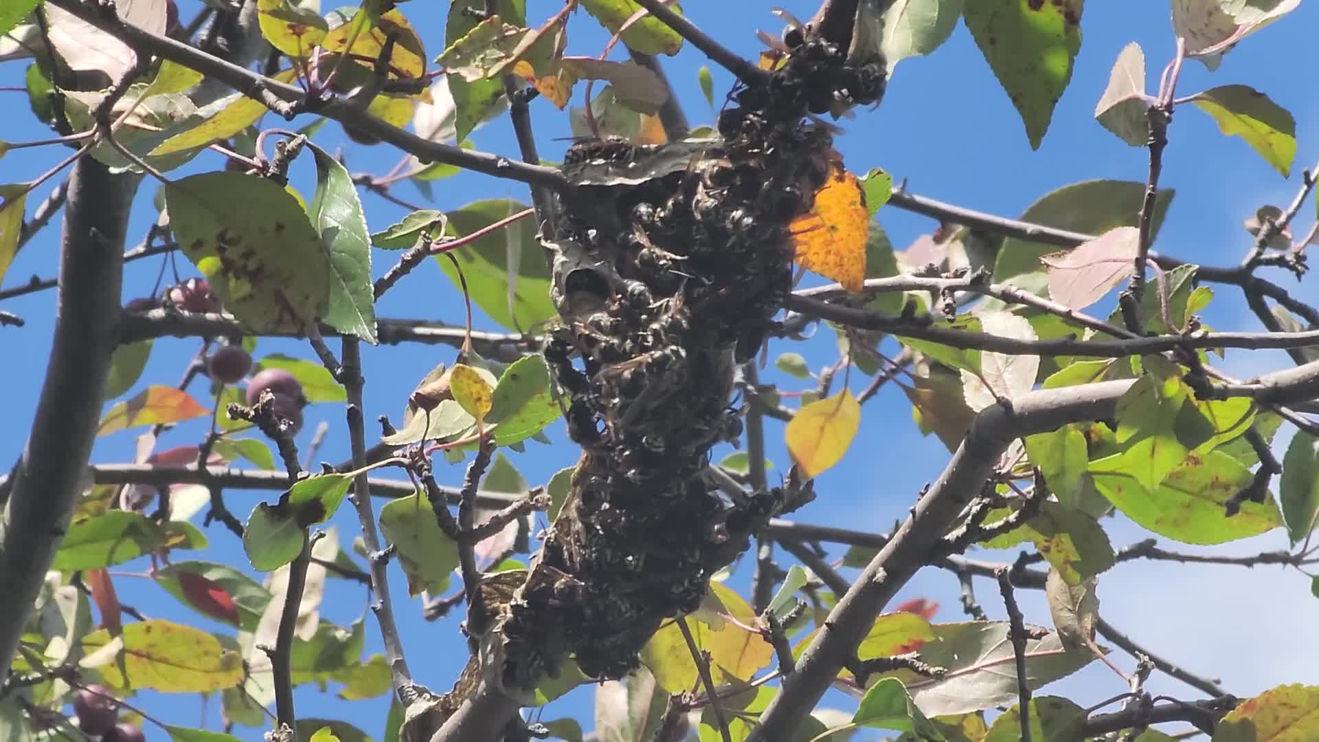 Bald-faced hornets work to rebuild their nest after it was recently destroyed