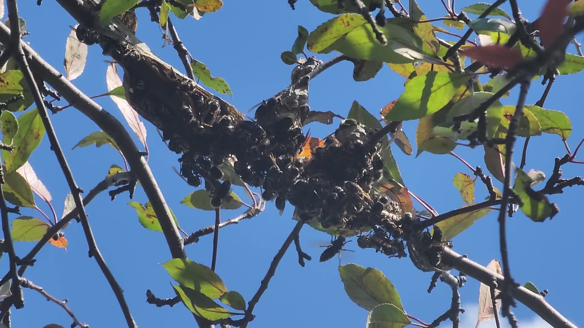 Bald-faced hornets work to rebuild their nest after it was recently destroyed