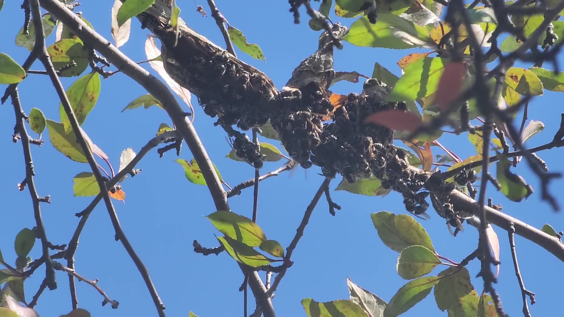Bald-faced hornets work to rebuild their nest after it was recently destroyed