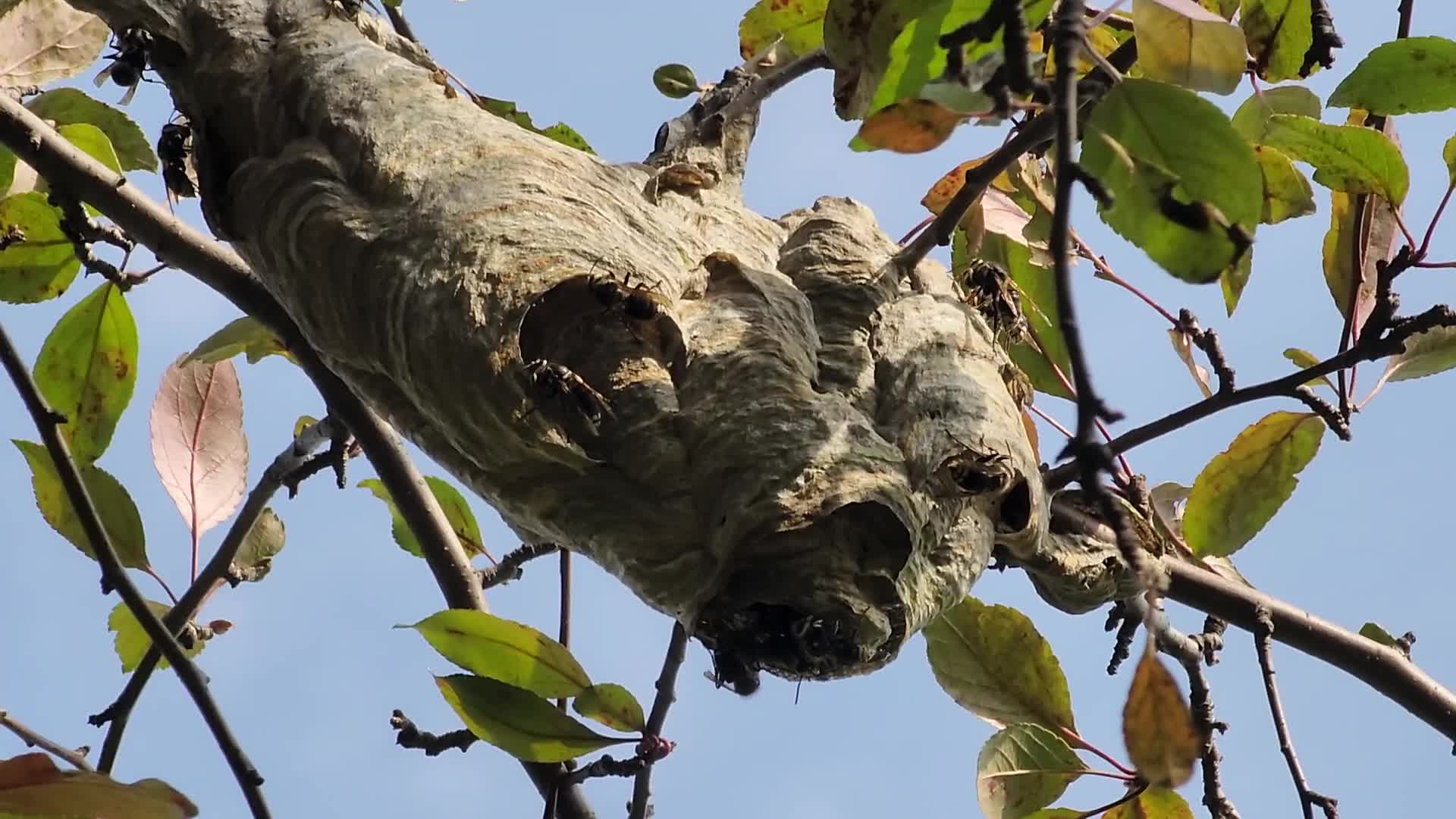 Bald-faced hornets work to rebuild their nest after it was recently destroyed
