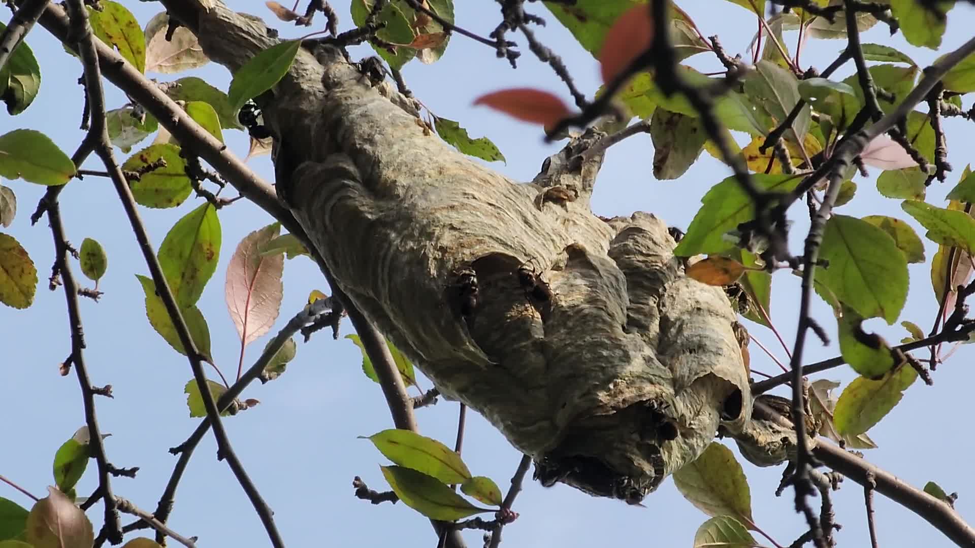 Bald-faced hornets work to rebuild their nest after it was recently destroyed
