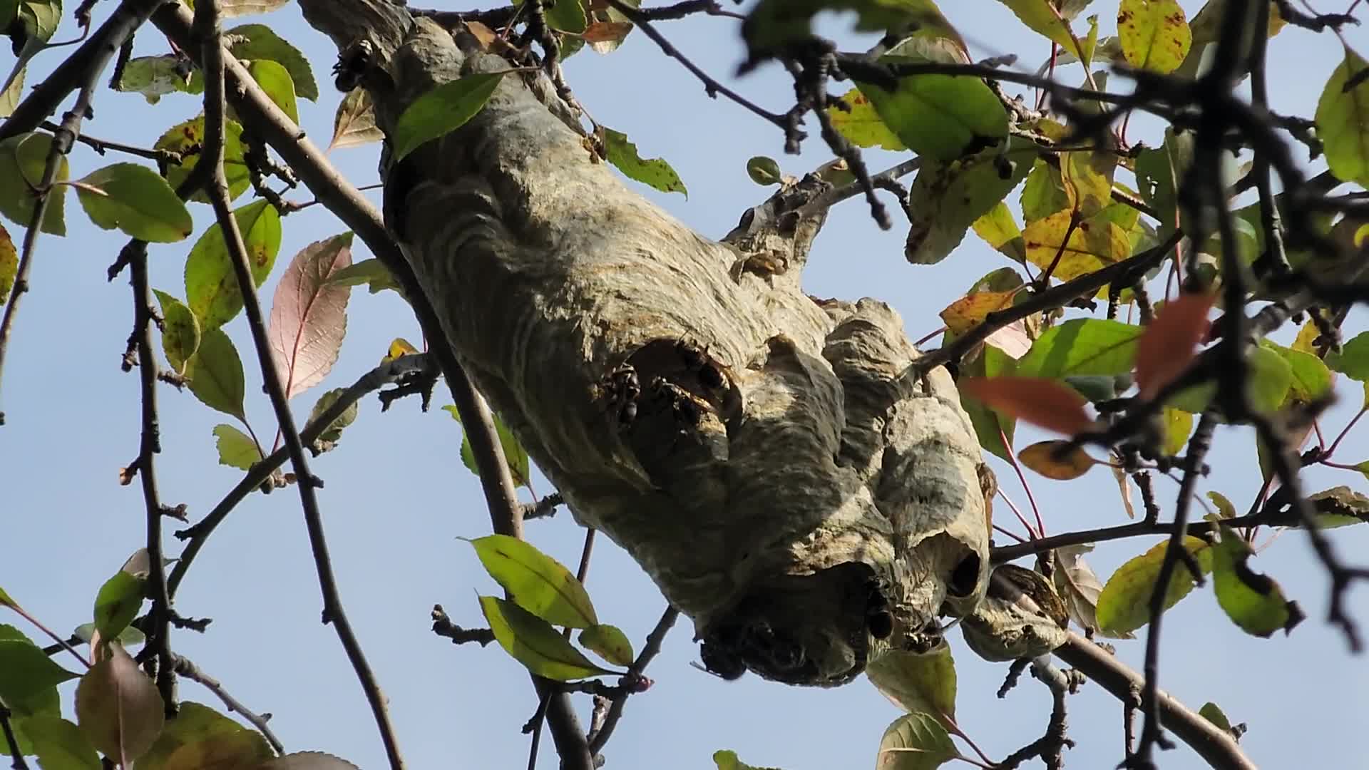 Bald-faced hornets work to rebuild their nest after it was recently destroyed