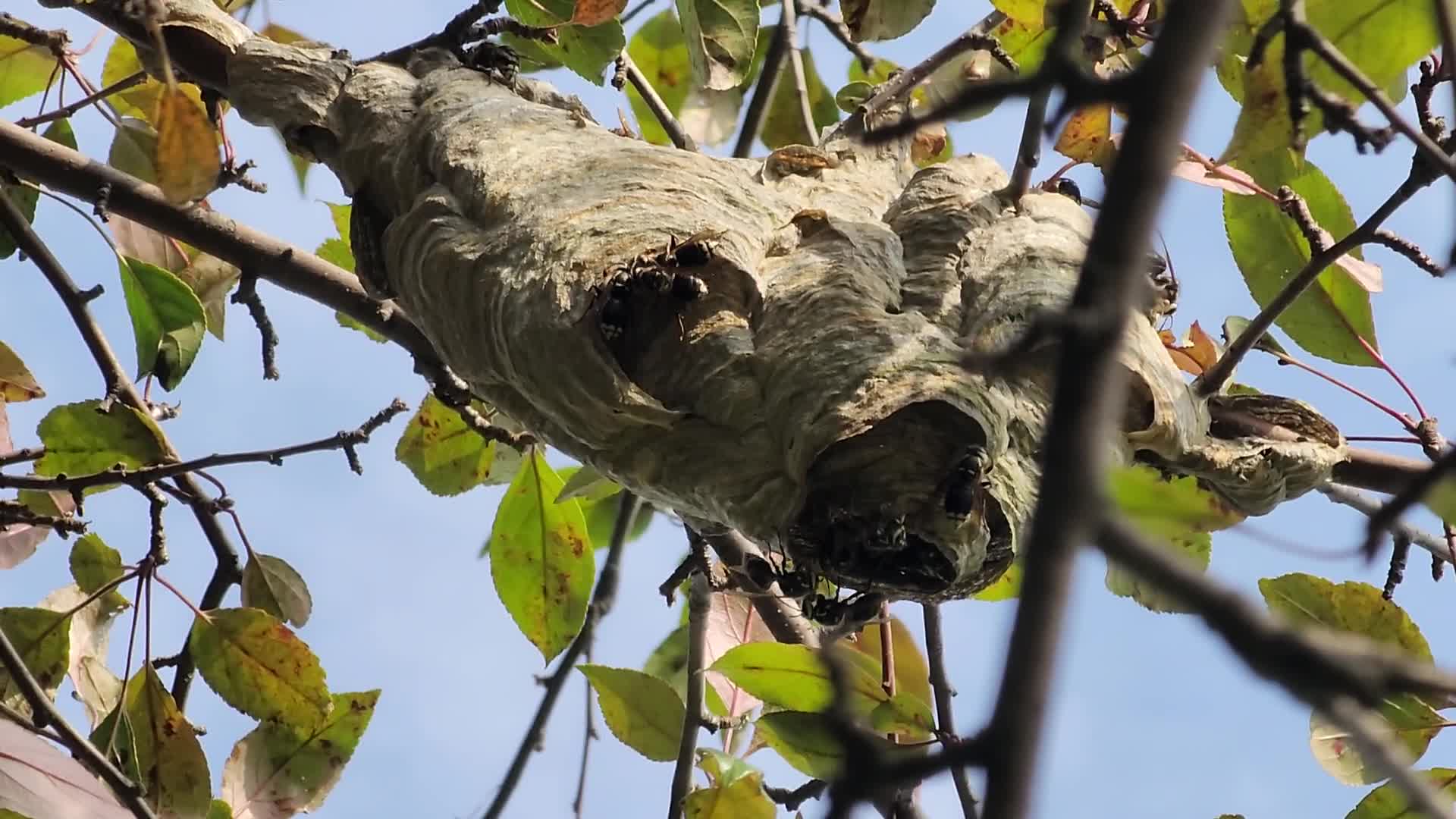 Bald-faced hornets work to rebuild their nest after it was recently destroyed