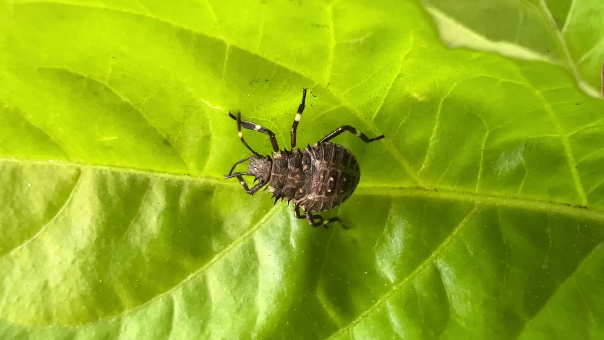 Brown marmorated stink bug