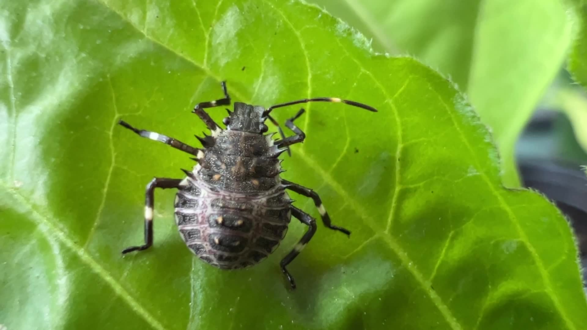 Brown marmorated stink bug
