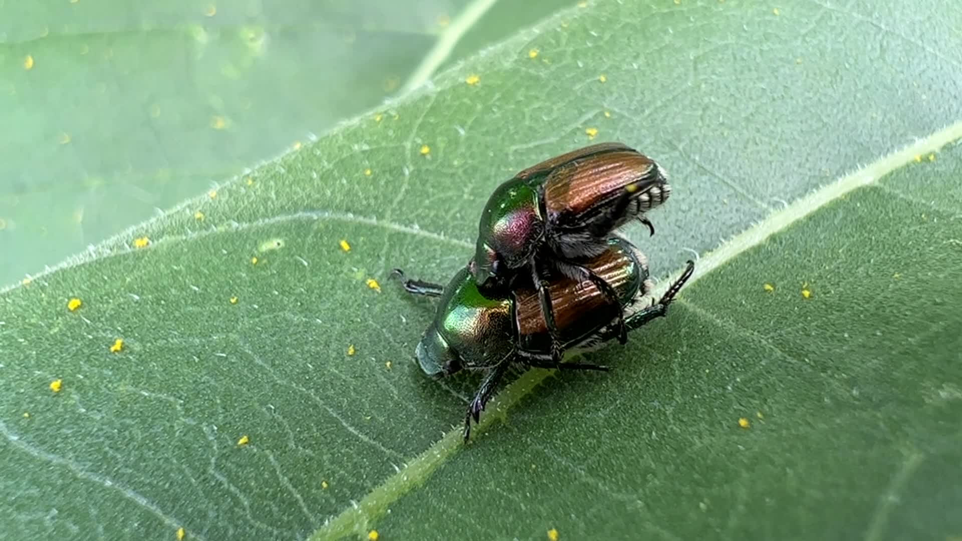Japanese beetles
