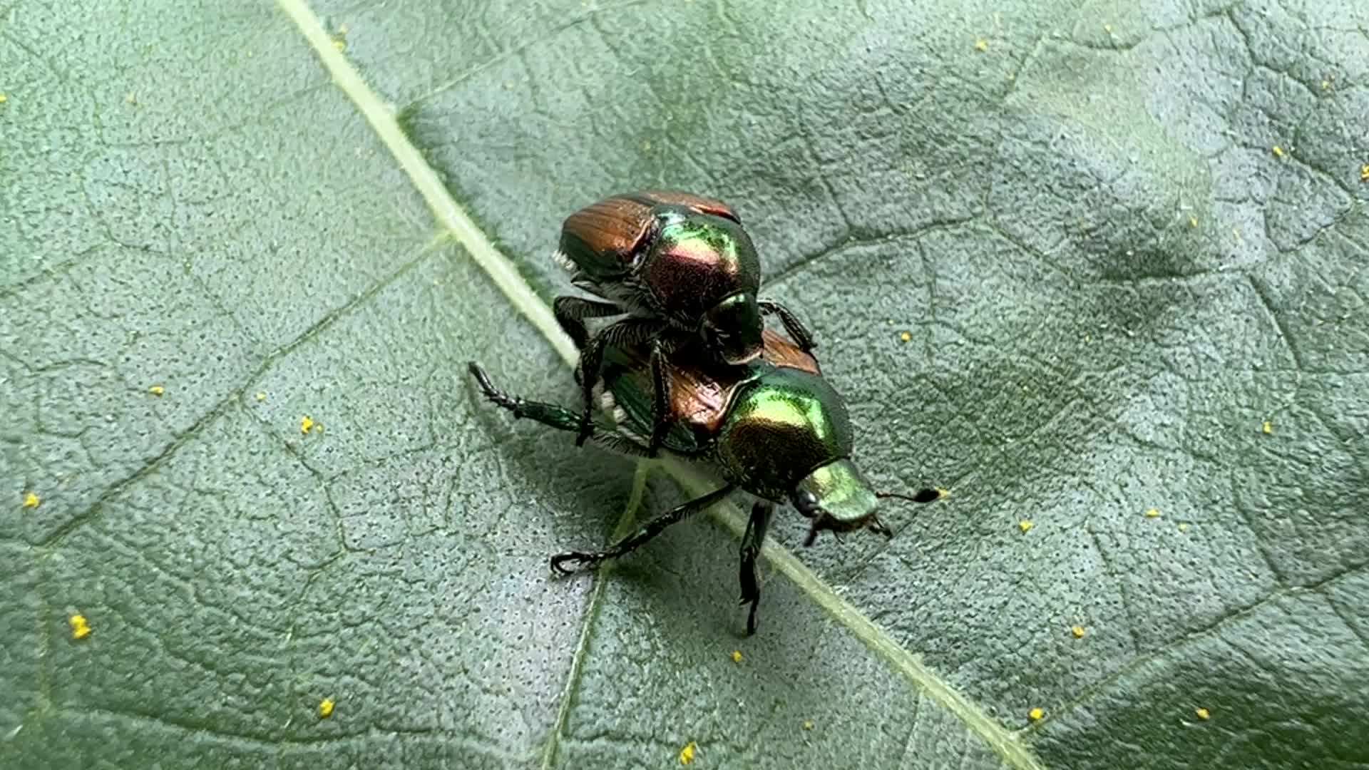 Japanese beetles