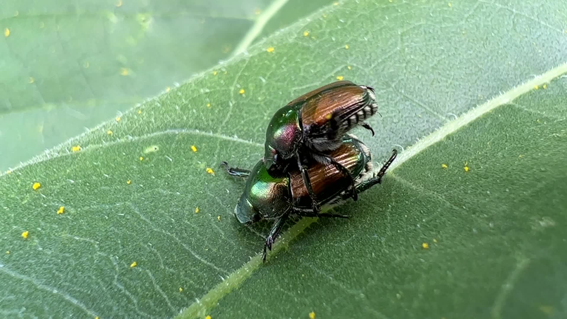 Japanese beetles