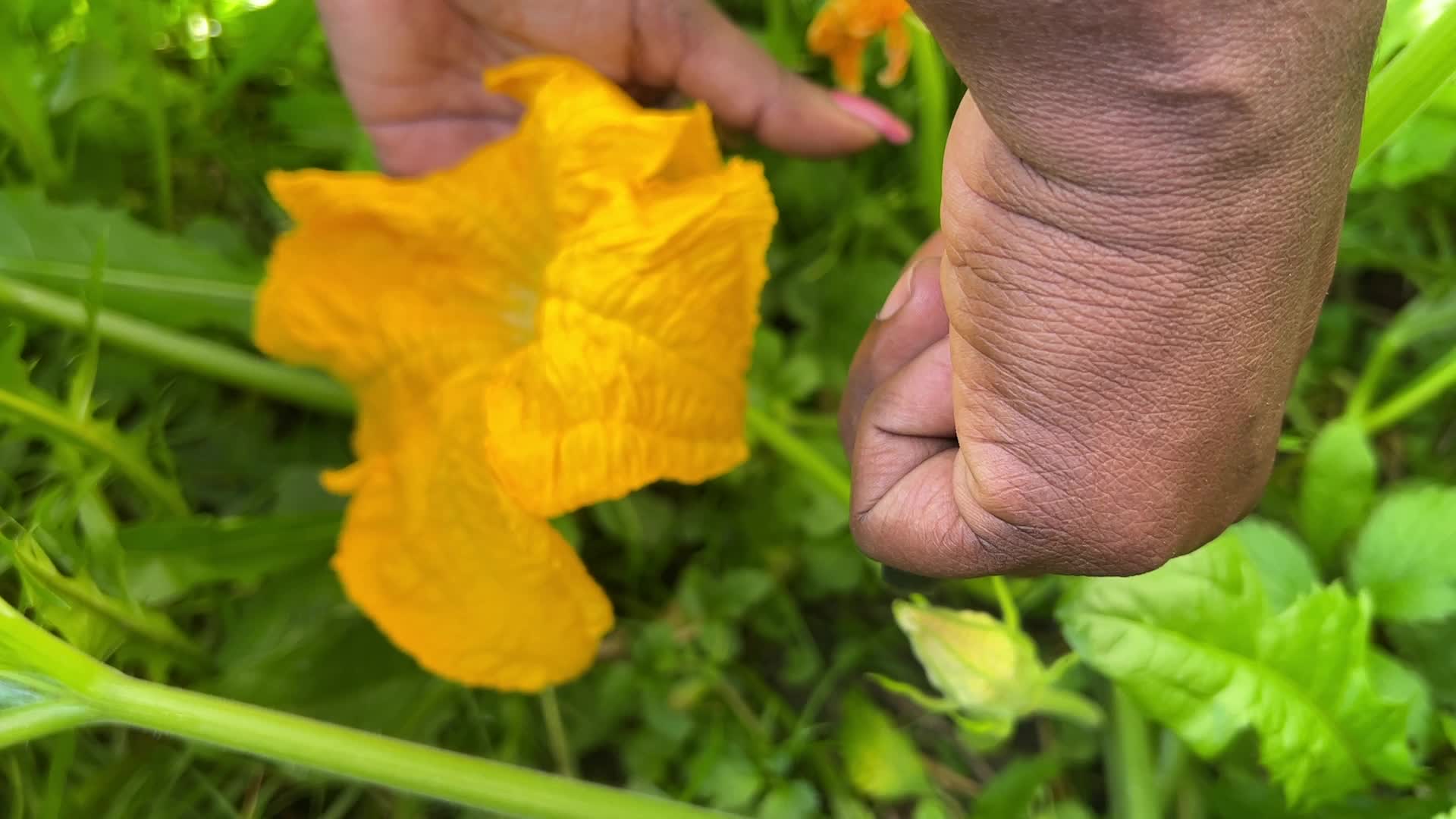 Squash Flower Thoran