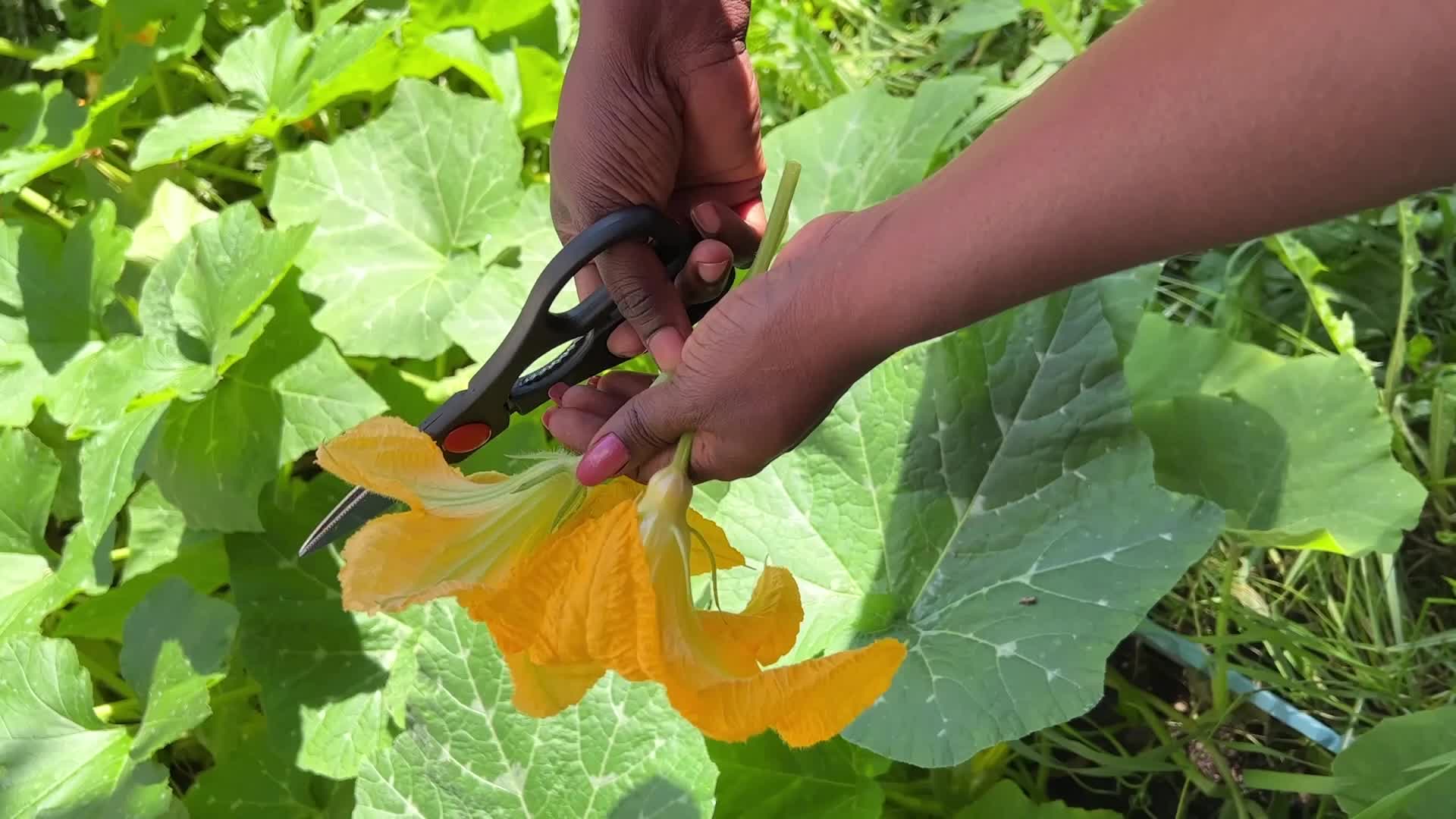 Squash Flower Thoran