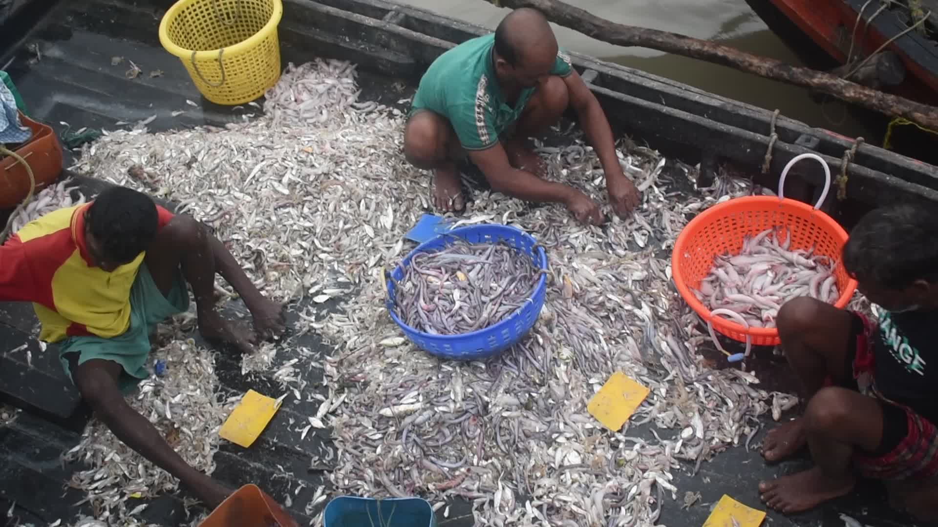 Daily life in Fraserganj Fishing Harbour, West Bengal