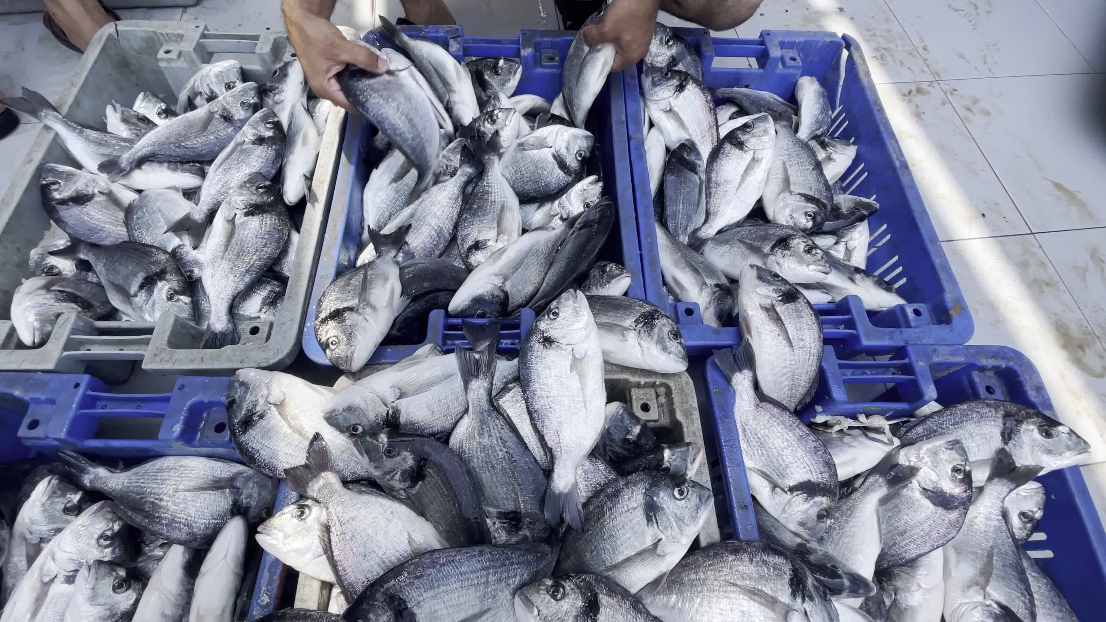 Fishing Market In Gaza, Palestine