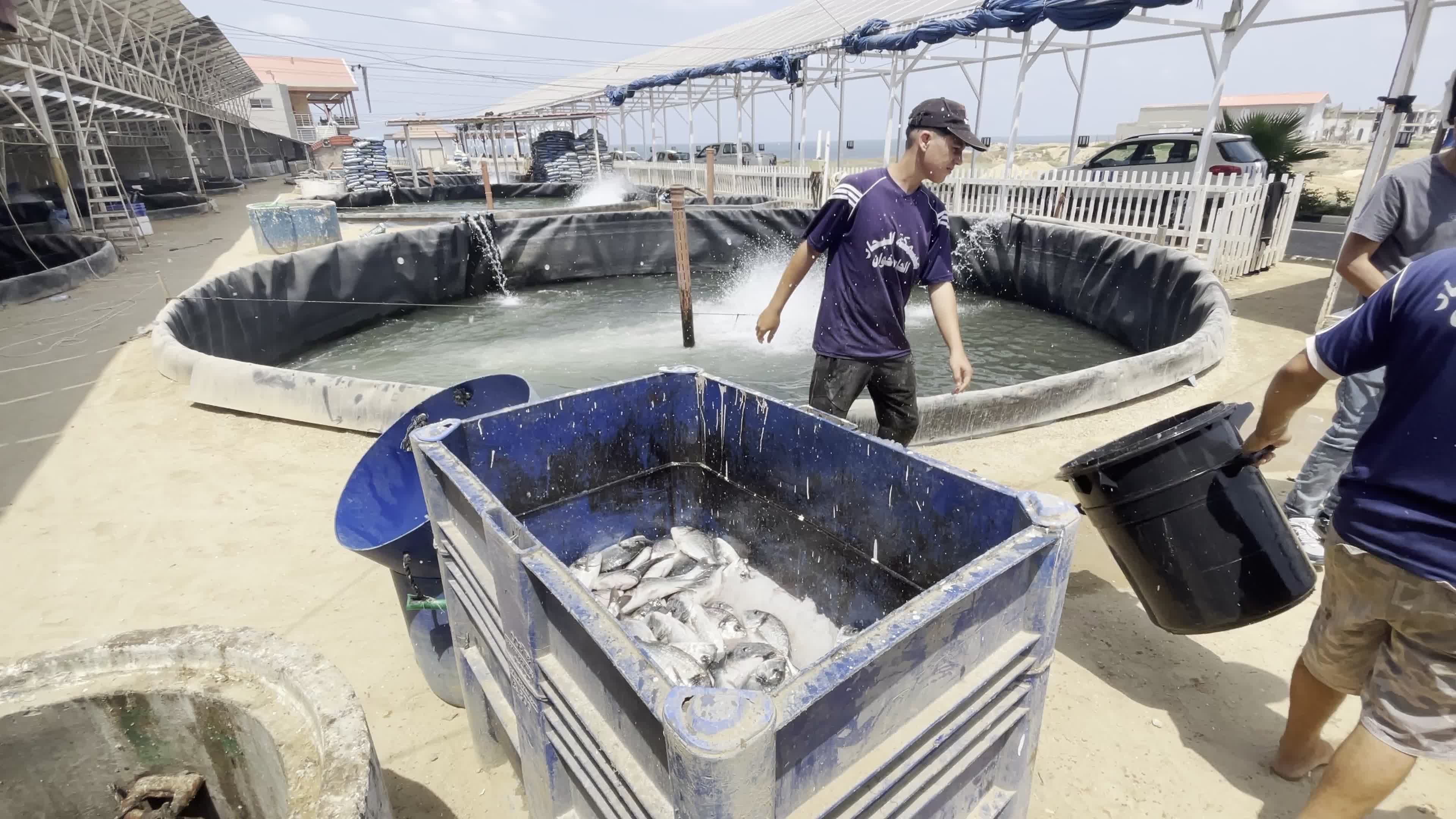 Fishing Market In Gaza, Palestine