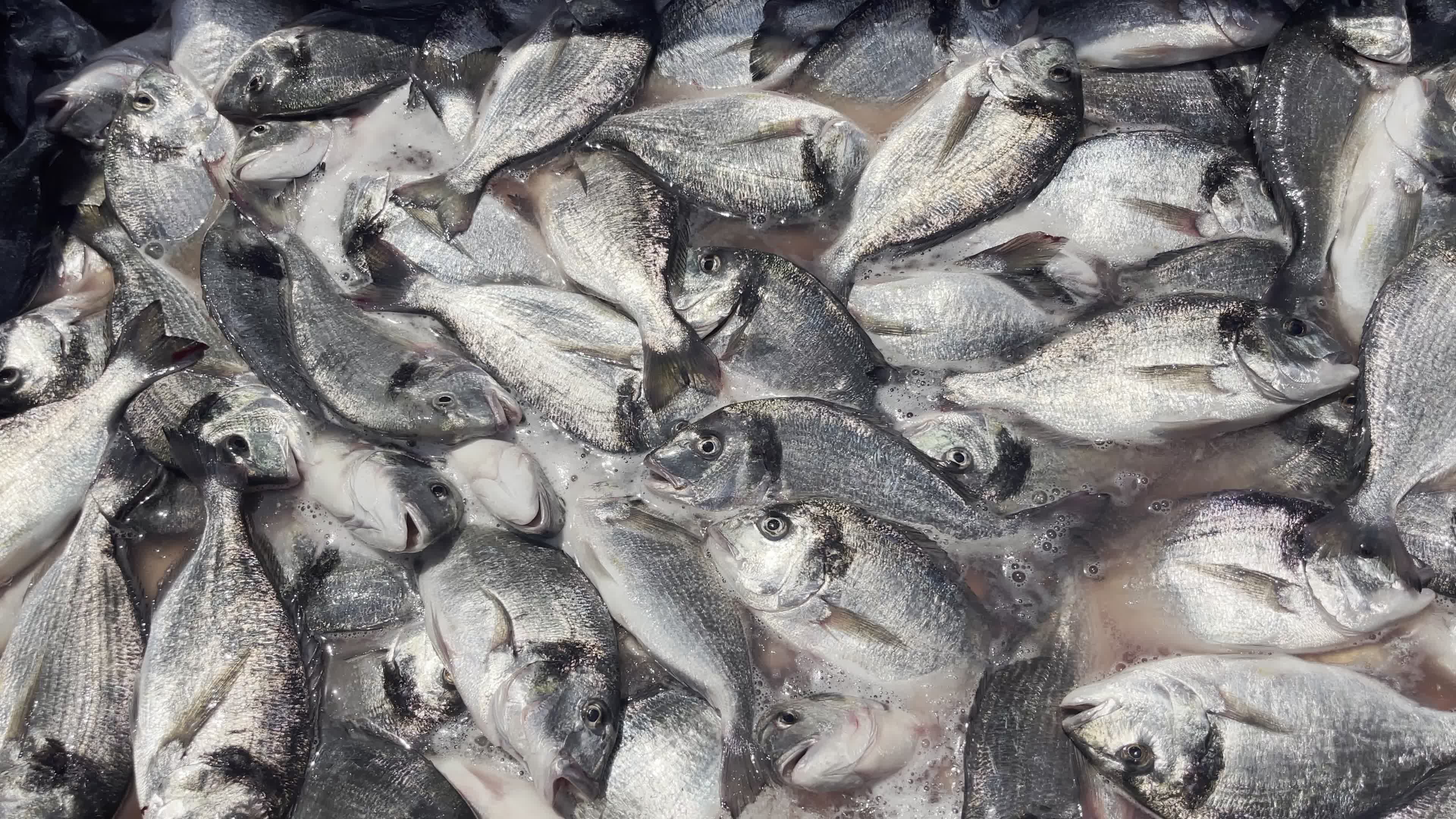 Fishing Market In Gaza, Palestine