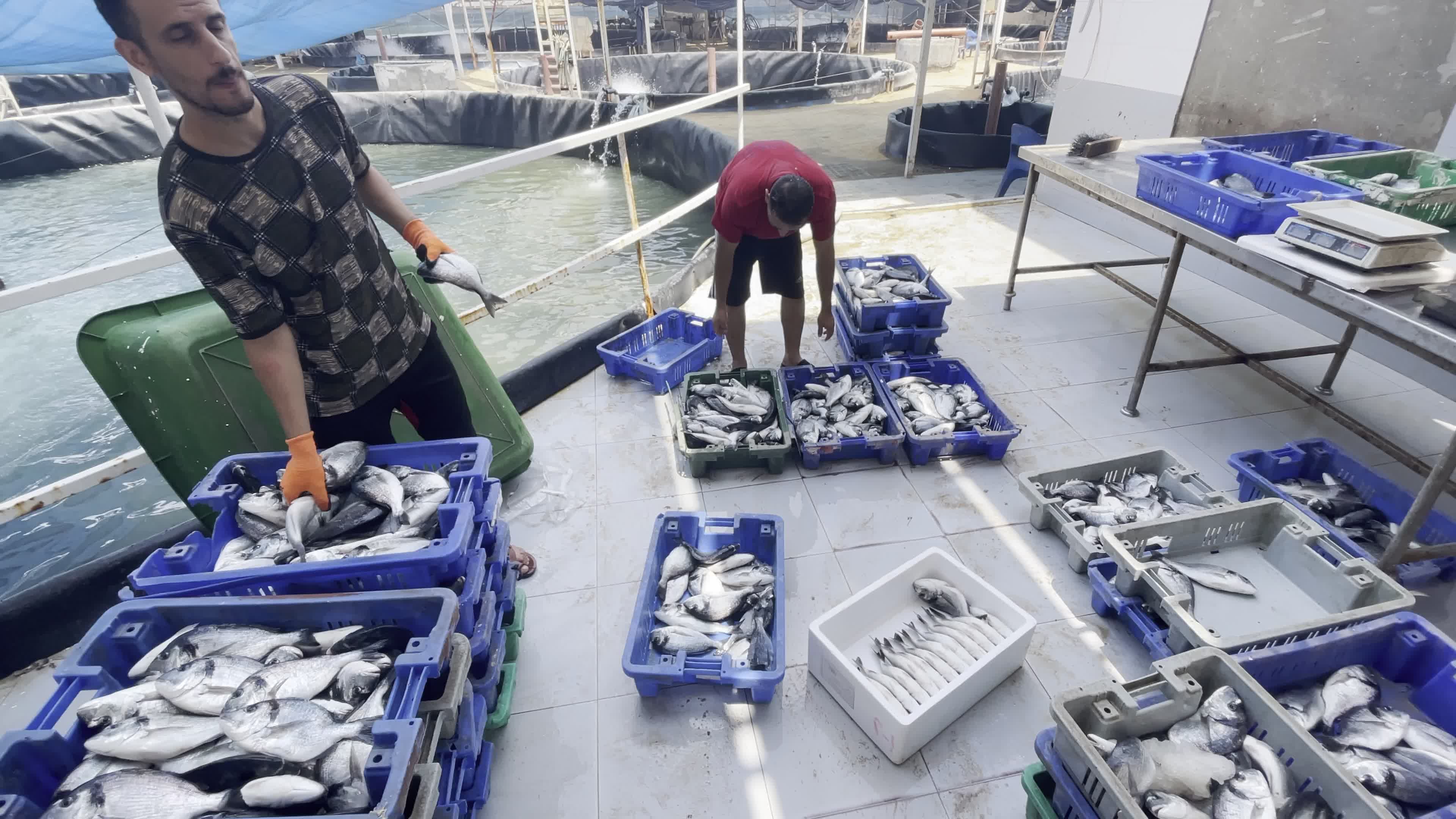 Fishing Market In Gaza, Palestine